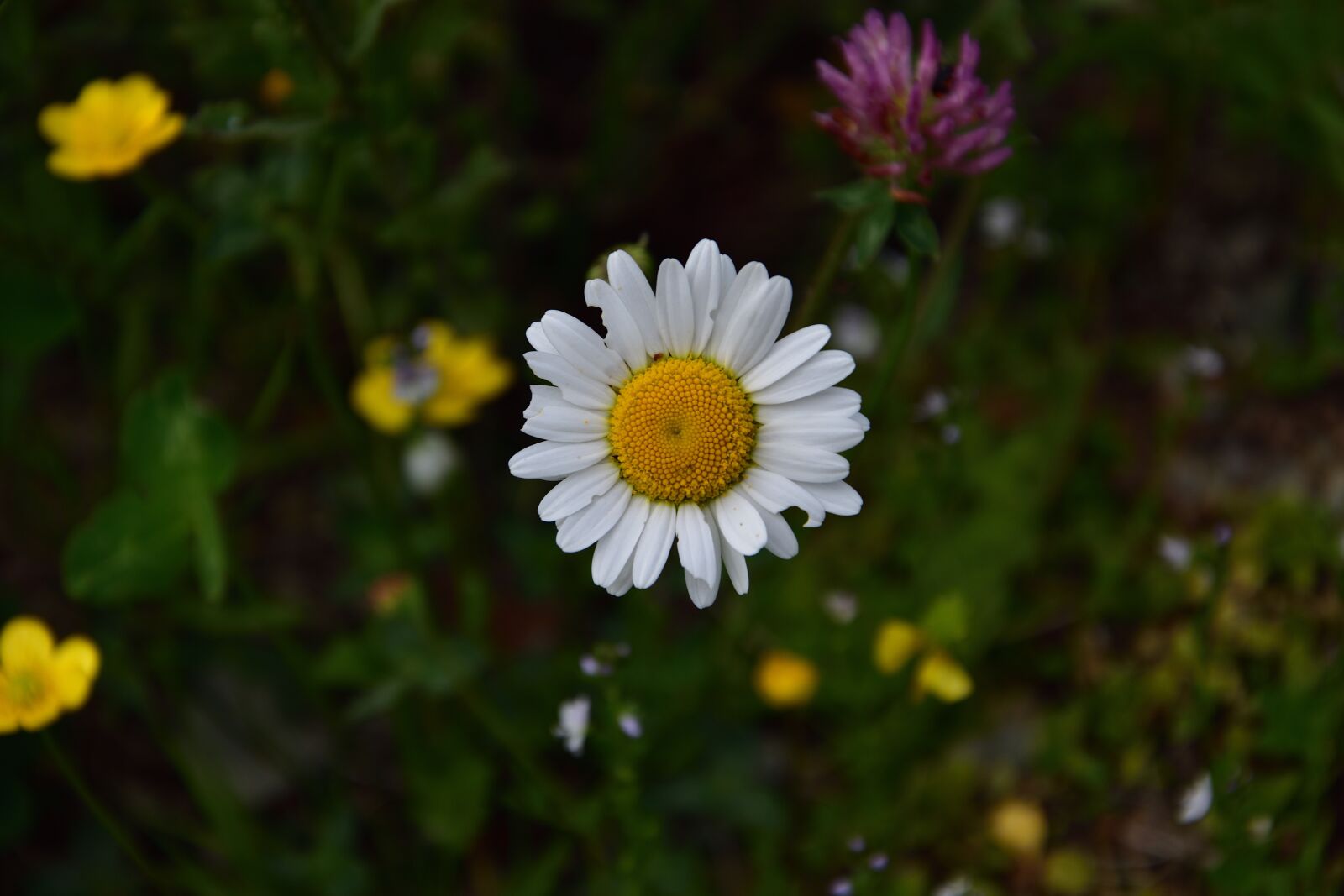Nikon D3400 sample photo. Daisy, spring, flower photography