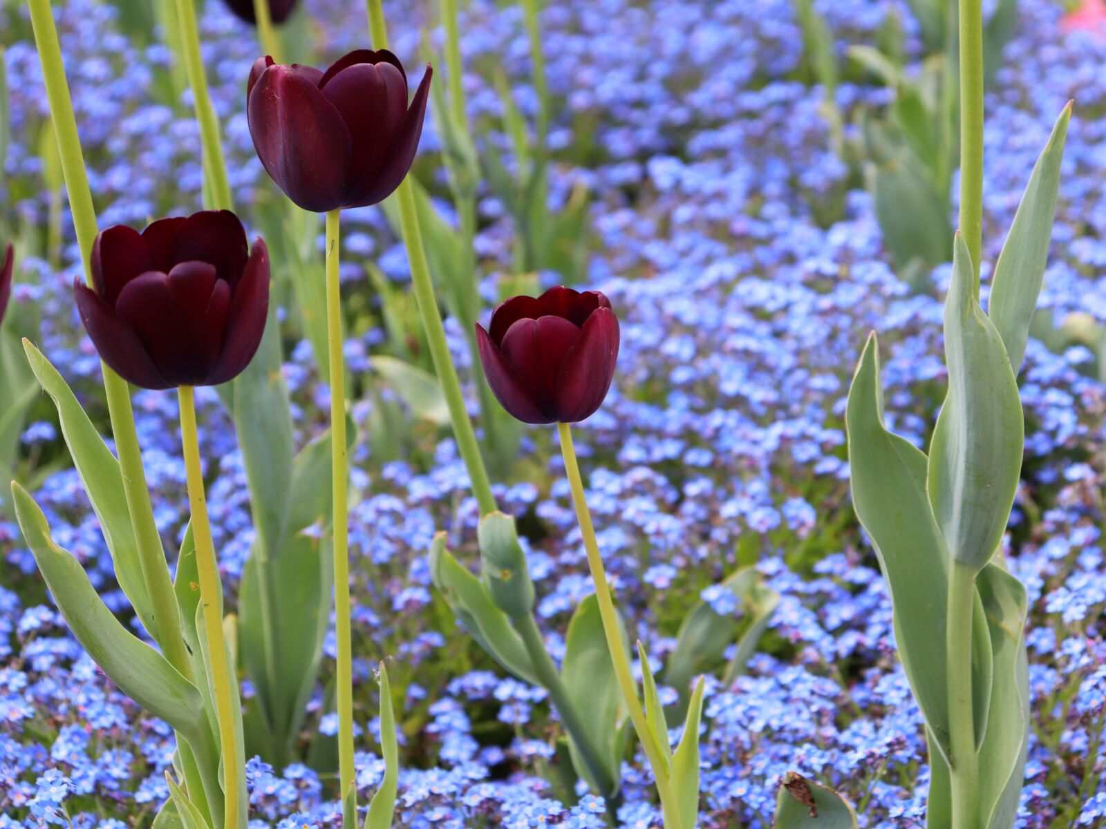 Canon EOS 200D (EOS Rebel SL2 / EOS Kiss X9) sample photo. Black tulips, blue aubrieta photography