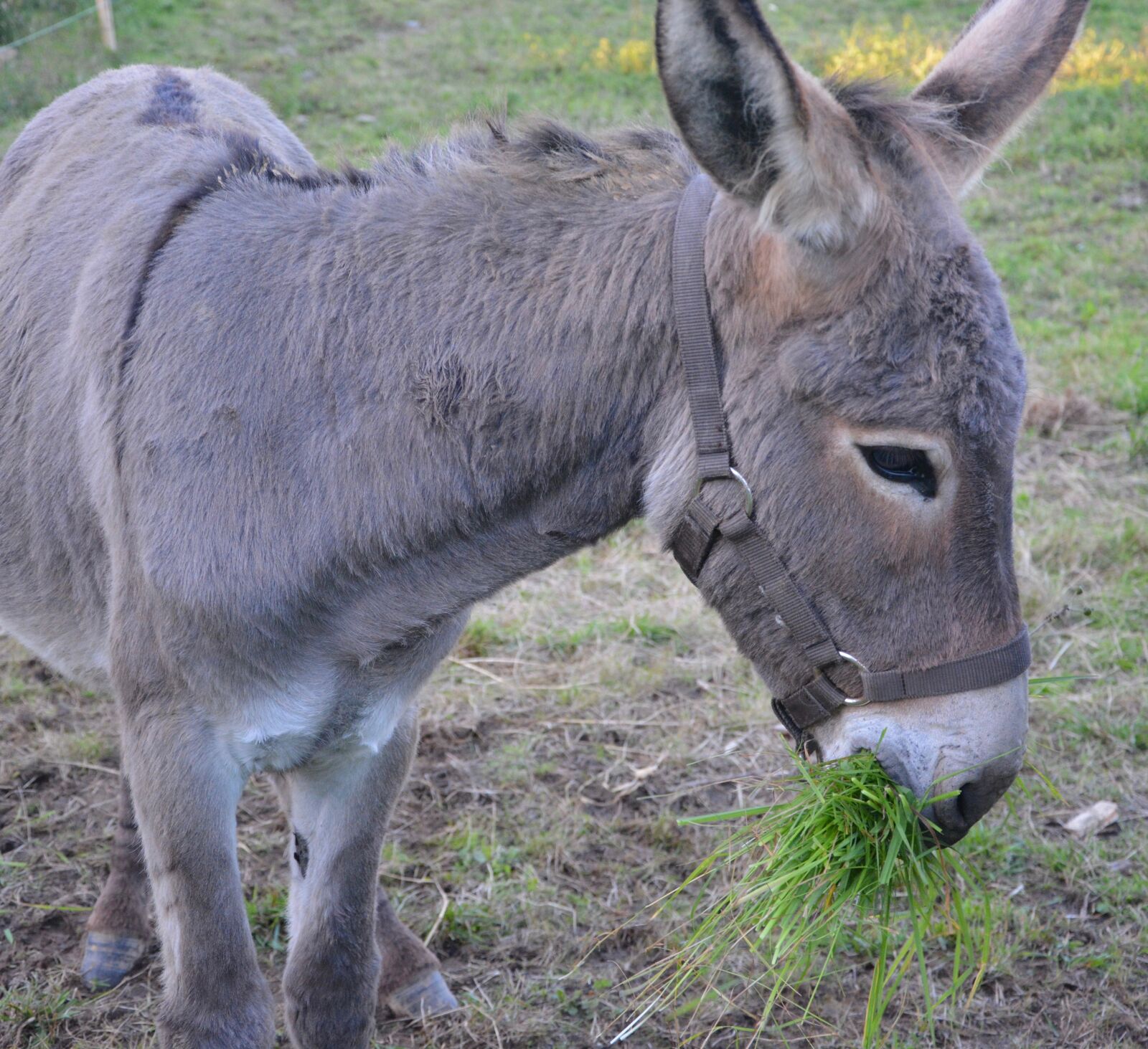 Nikon D5200 sample photo. Donkey, colt, graze on photography