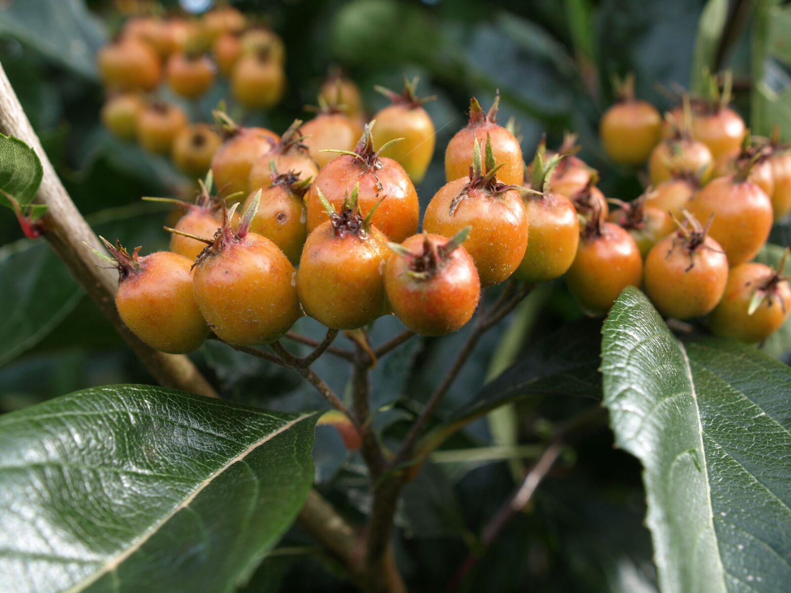 Olympus E-510 (EVOLT E-510) sample photo. Orange, berries, nature photography