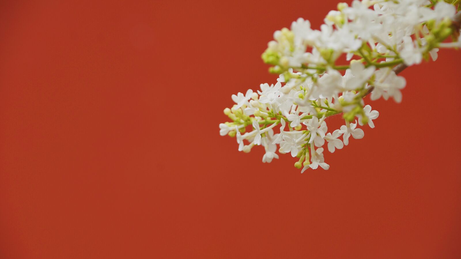 Nikon D7200 sample photo. Wall, flower, plant photography