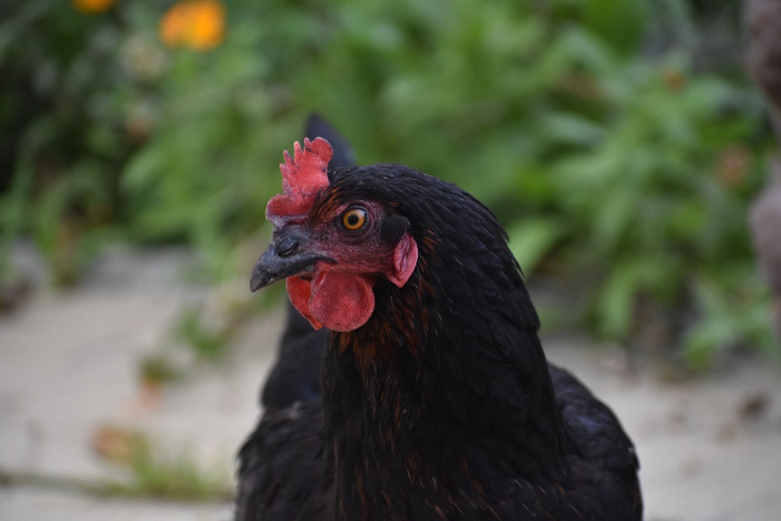 Nikon D3400 sample photo. Chicken, bird, plumage photography