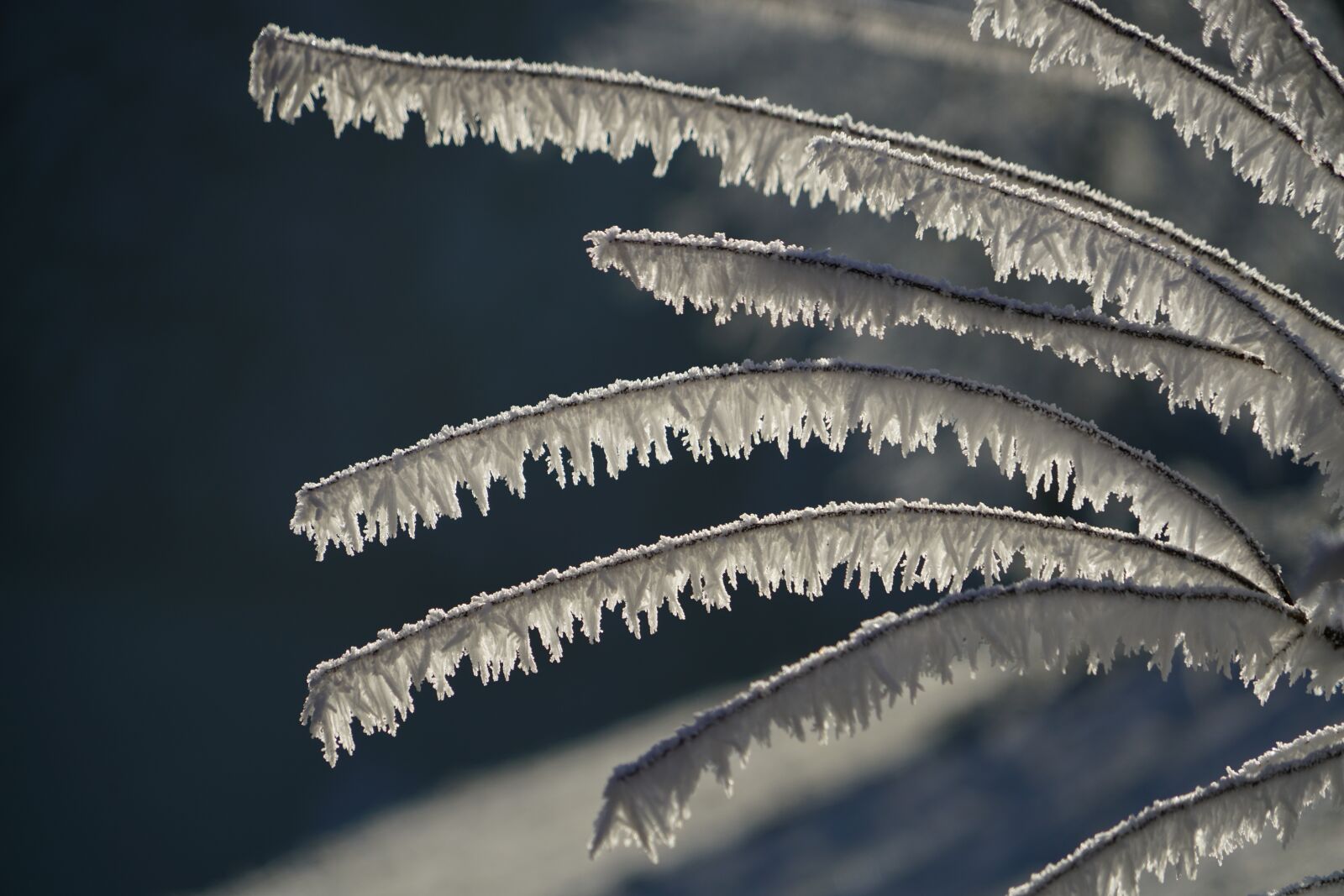 Sony a7R II + Sony FE 24-240mm F3.5-6.3 OSS sample photo. Snow crystals, iced, branches photography