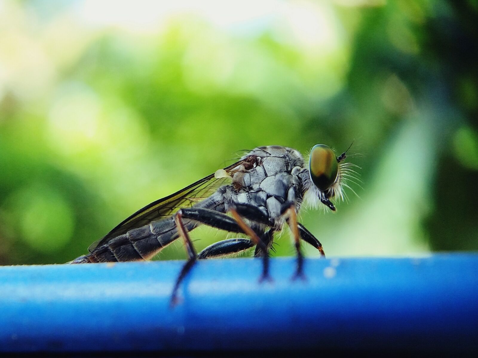 Samsung Galaxy S5 sample photo. Housefly, fly, animal photography