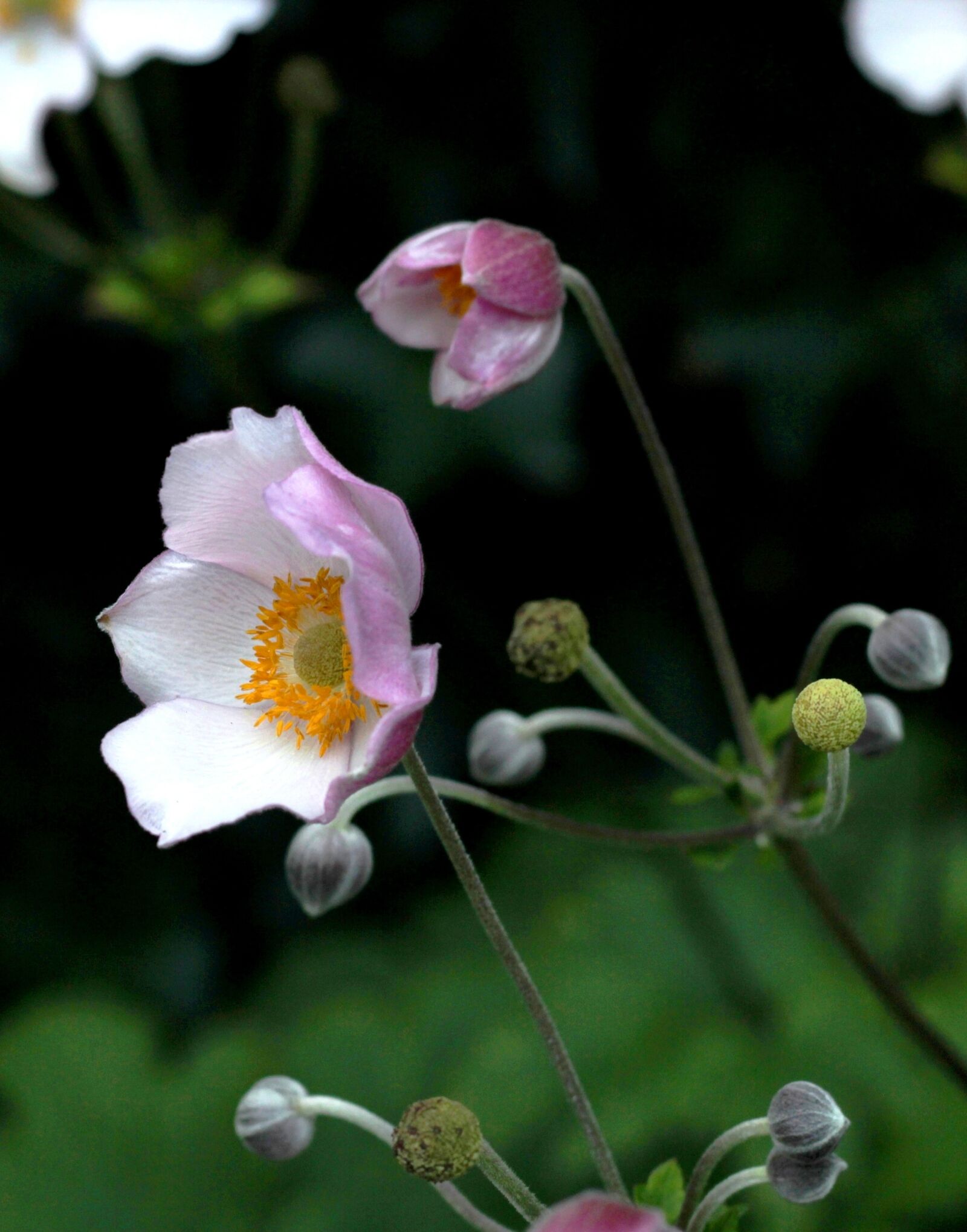 Canon EOS 600D (Rebel EOS T3i / EOS Kiss X5) + Canon EF 50mm F1.8 STM sample photo. Herfstanemoon, rose, flower photography
