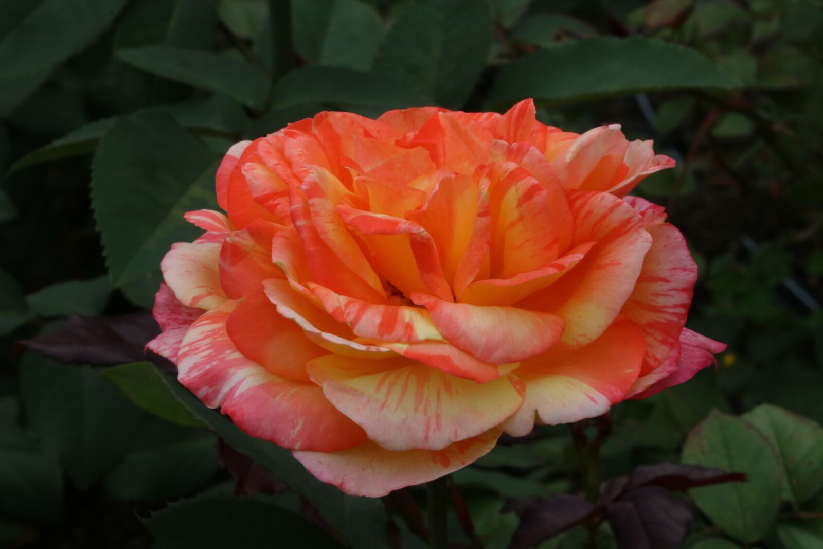 Canon EOS 750D (EOS Rebel T6i / EOS Kiss X8i) sample photo. Rose, festival, rose festival photography