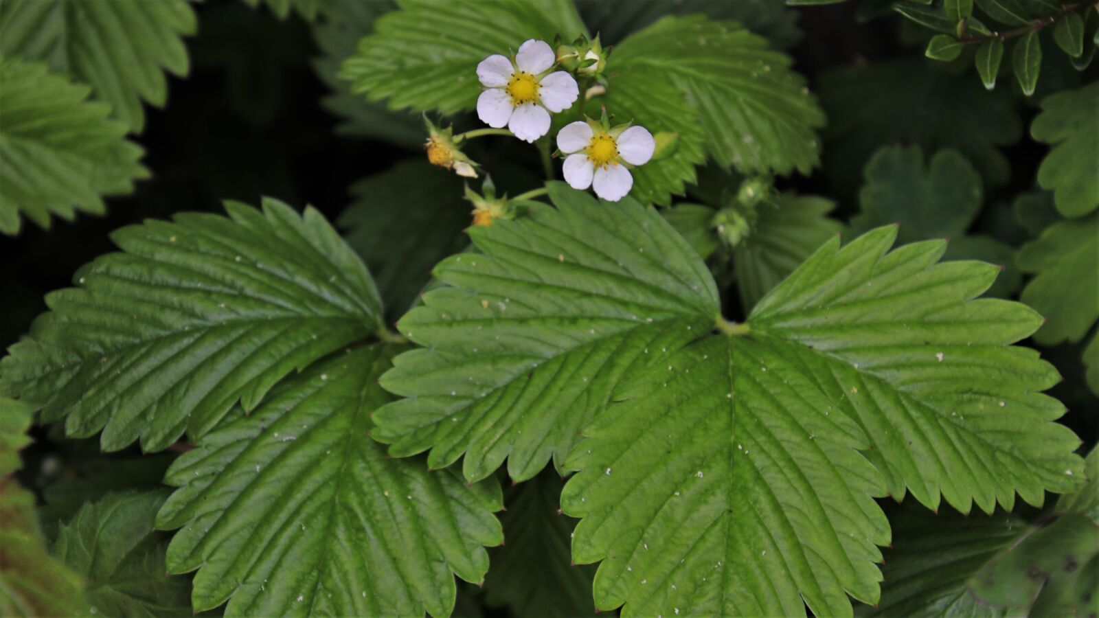 Canon EOS 80D sample photo. Flourishing, strawberries, closeup photography