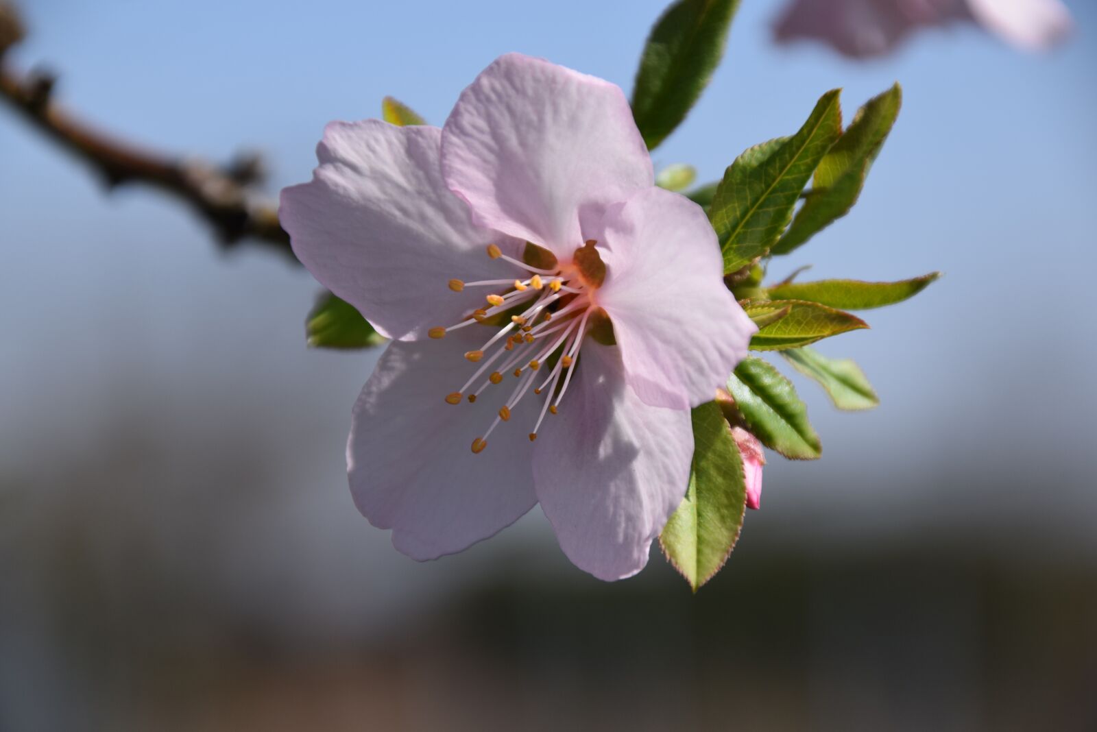 Nikon D3300 sample photo. Blossom, pink, almond blossoms photography