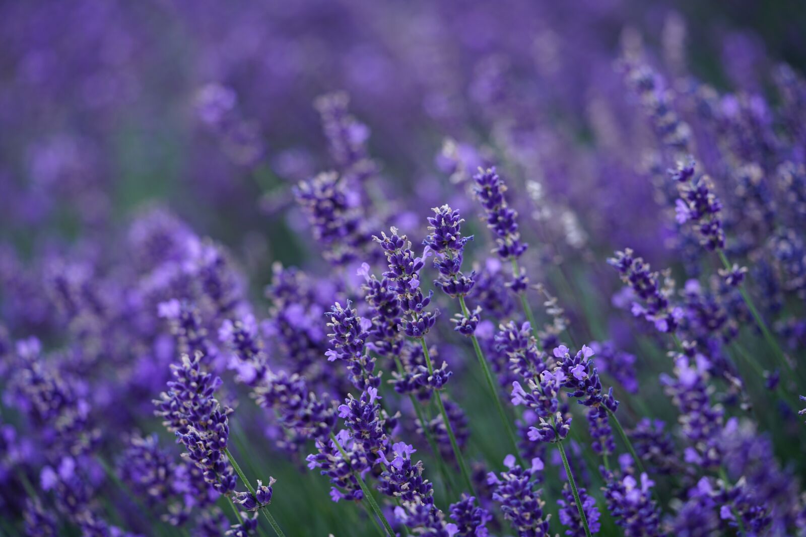 Sony a7R II + Sony FE 90mm F2.8 Macro G OSS sample photo. Lavender, flowers, lavender field photography