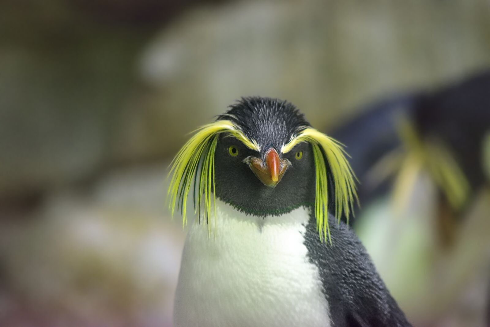 Nikon D5500 sample photo. Penguin, rockhopper penguin, zoo photography