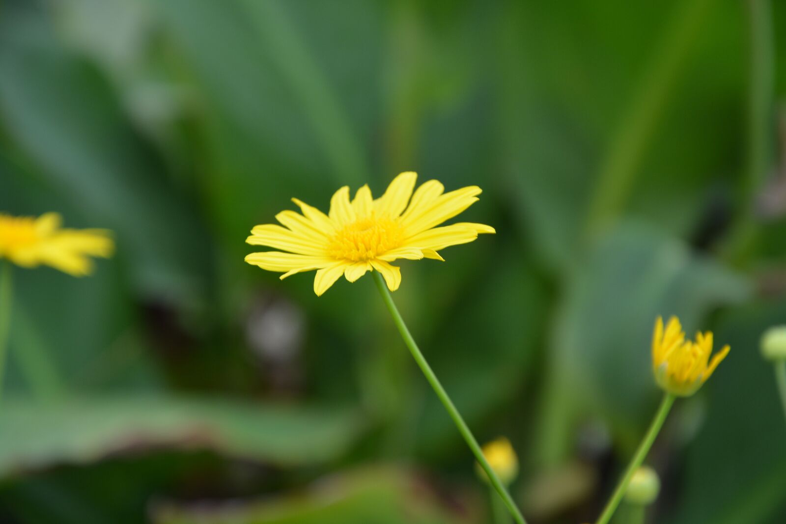 Nikon D5200 sample photo. Flower, yellow flower, petals photography