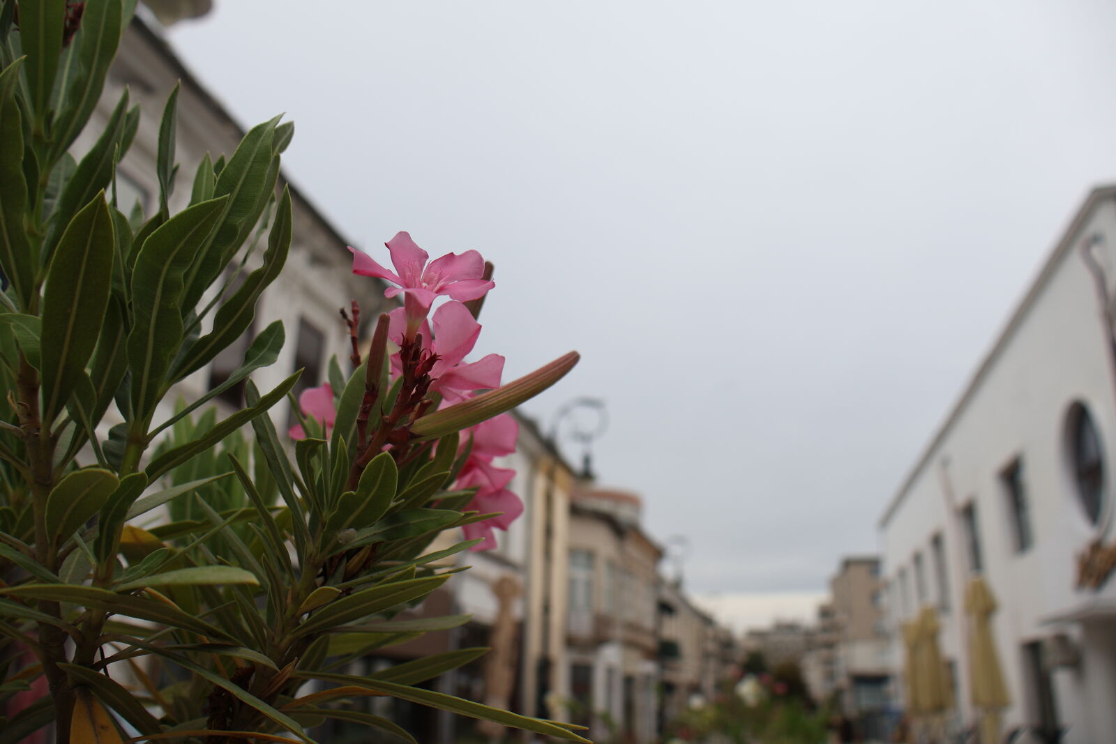Canon EOS R50 sample photo