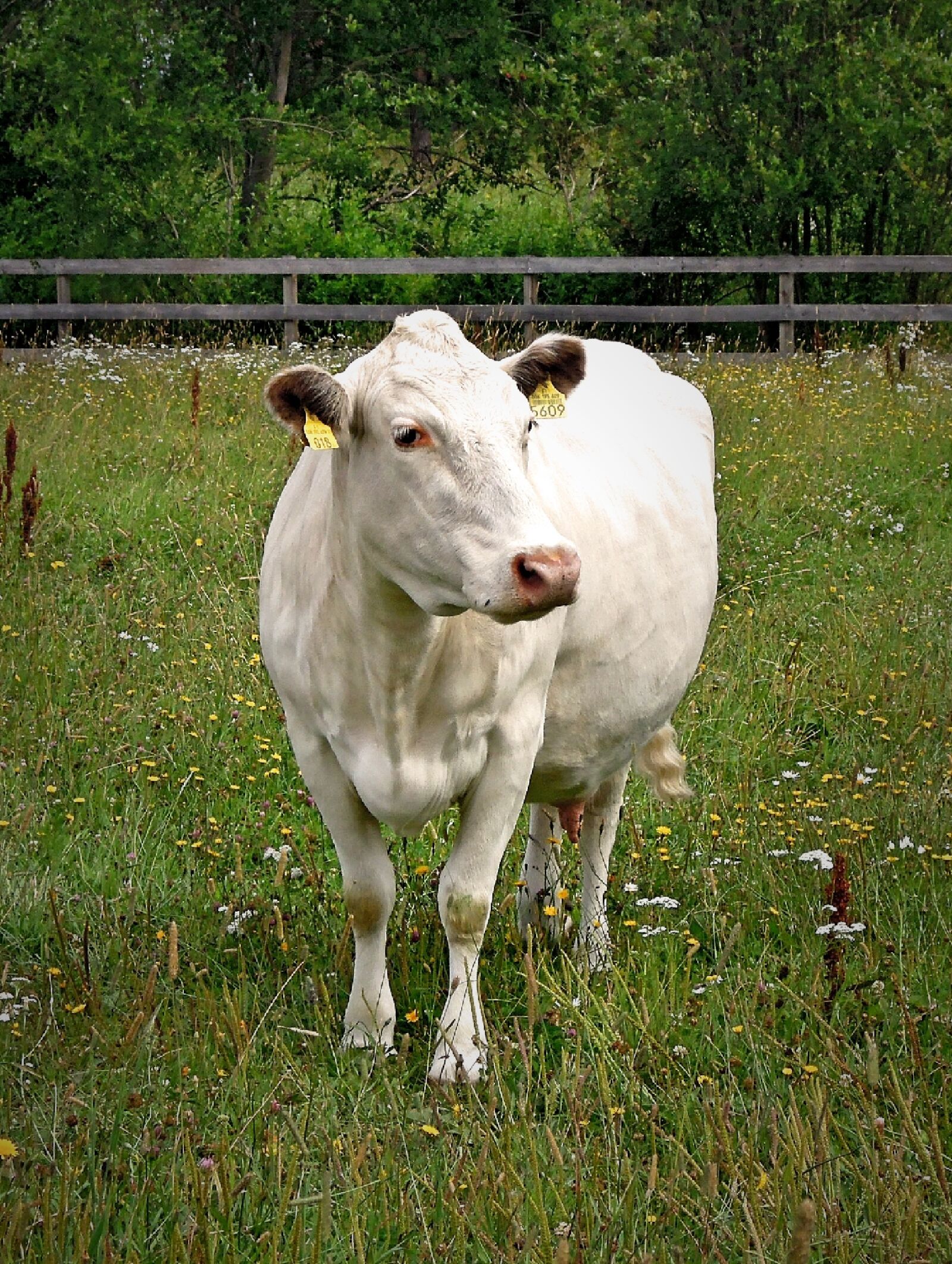 Nikon Coolpix P300 sample photo. The cow, white, animal photography