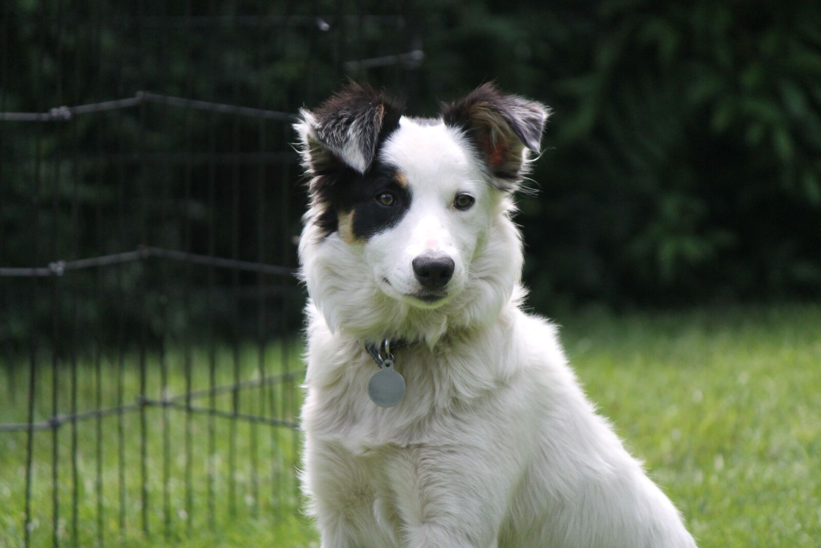 Canon EOS 1100D (EOS Rebel T3 / EOS Kiss X50) sample photo. Dog, sheepdog, collie photography
