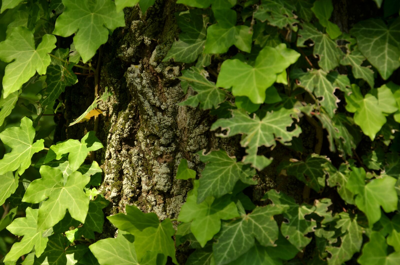 Nikon D7000 sample photo. Leaf, flora, nature photography