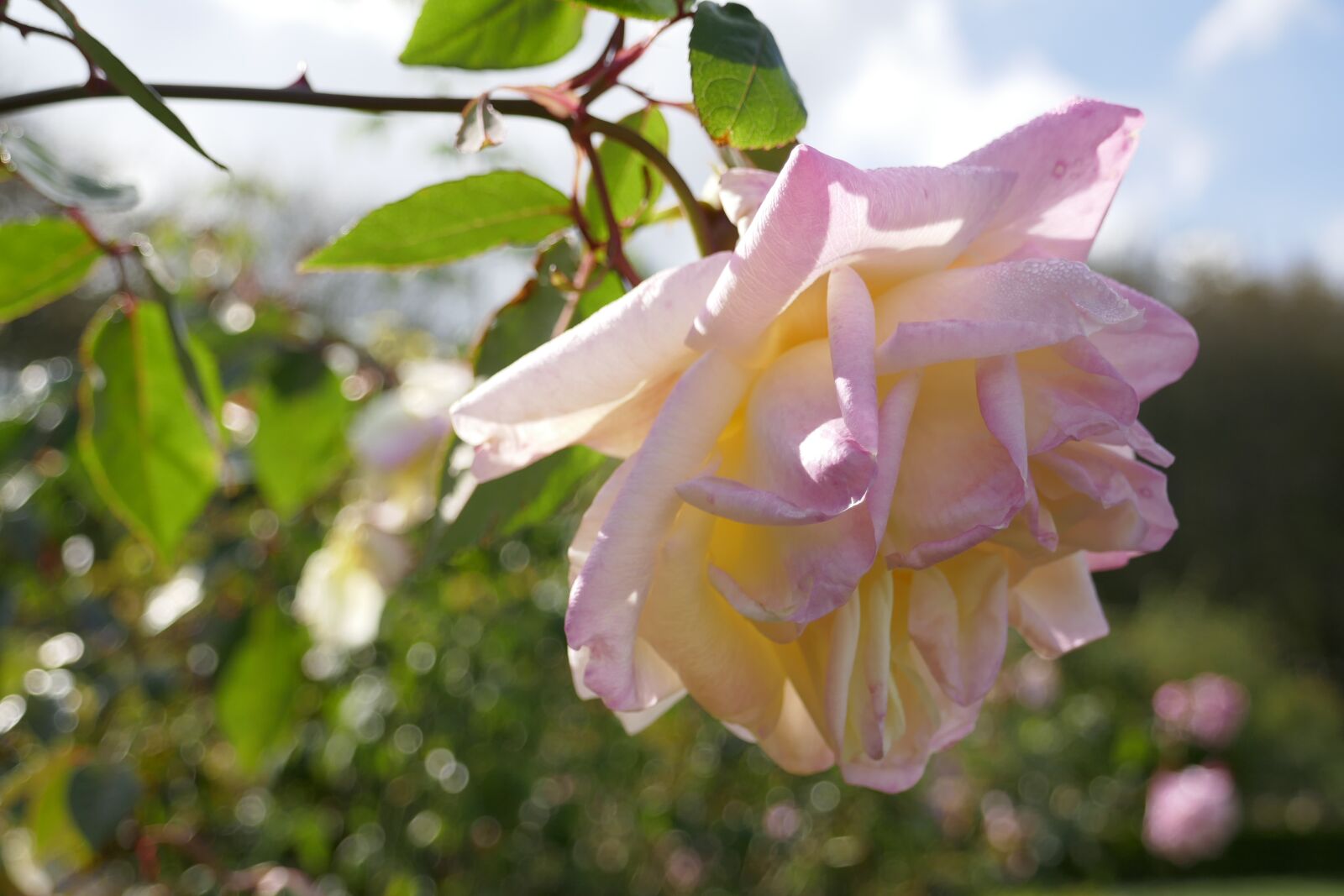 Panasonic DMC-TZ101 sample photo. Rose, nature, blossom photography