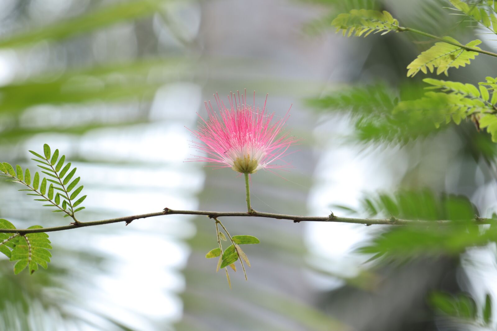 Canon EOS 250D (EOS Rebel SL3 / EOS Kiss X10 / EOS 200D II) sample photo. Kerala, brush flower, flower photography