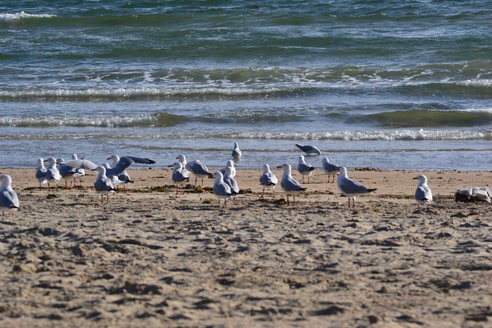 Nikon D3100 sample photo. Seagulls, beach, seagulls on photography