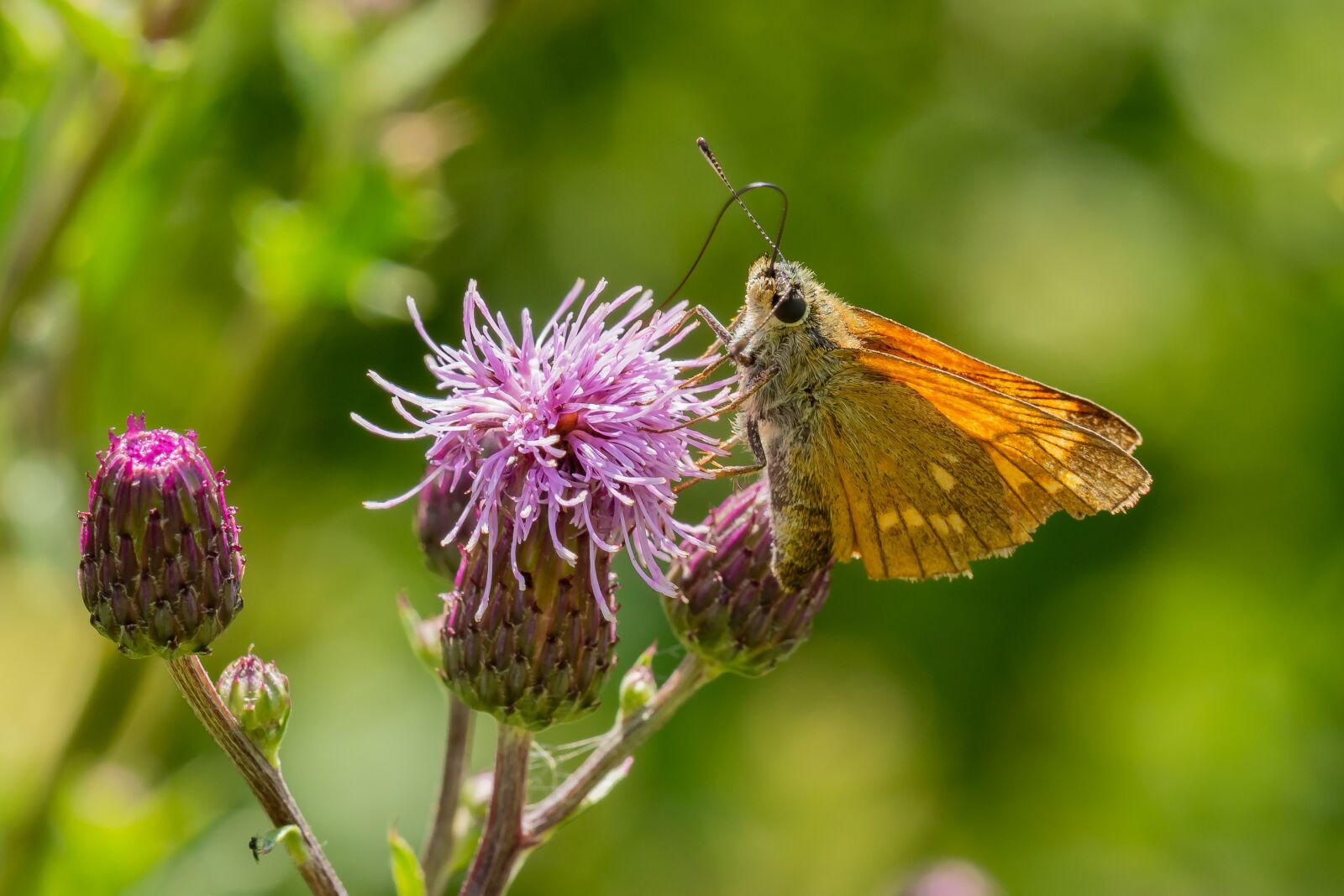 Canon EOS 7D Mark II sample photo. Butterfly, blossom, bloom photography
