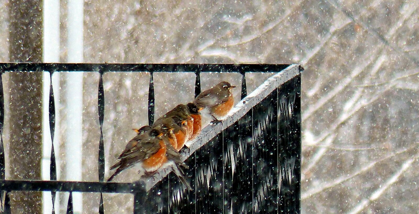 Panasonic Lumix DMC-FZ200 sample photo. Animal, bird, robin photography