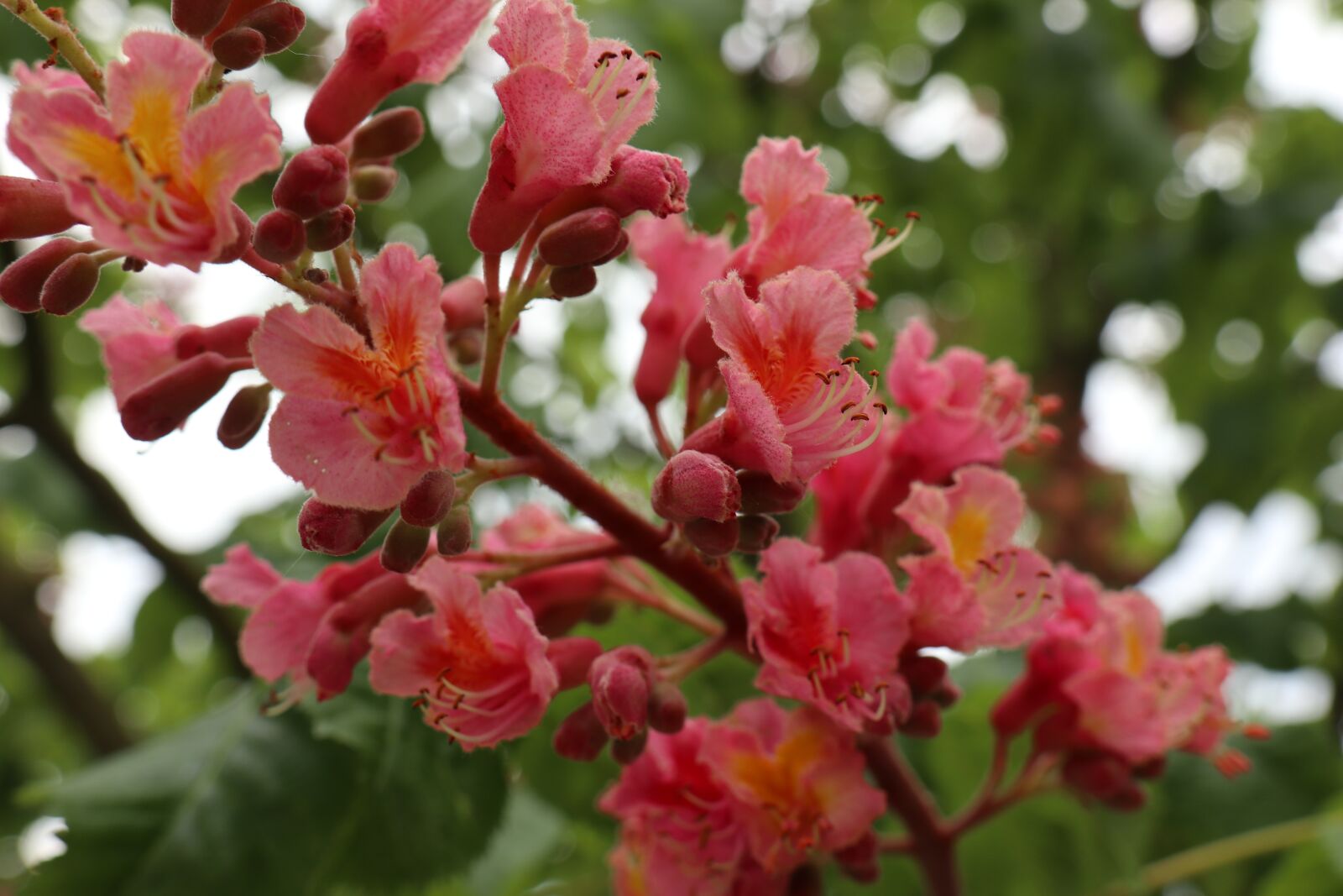 Canon EOS M6 sample photo. May, spring, nature photography