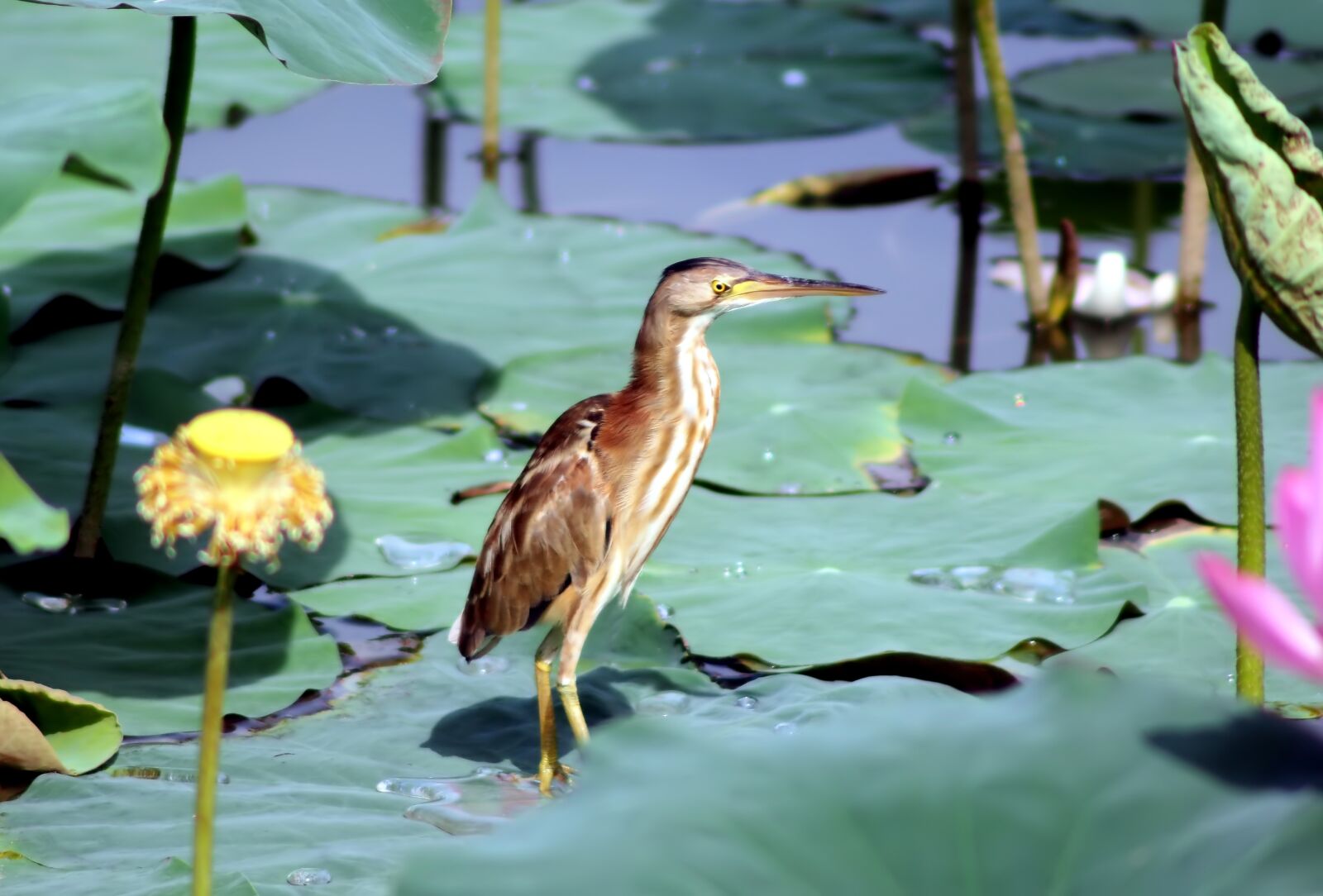 Olympus OM-D E-M1 sample photo. Pool, nature, bird photography