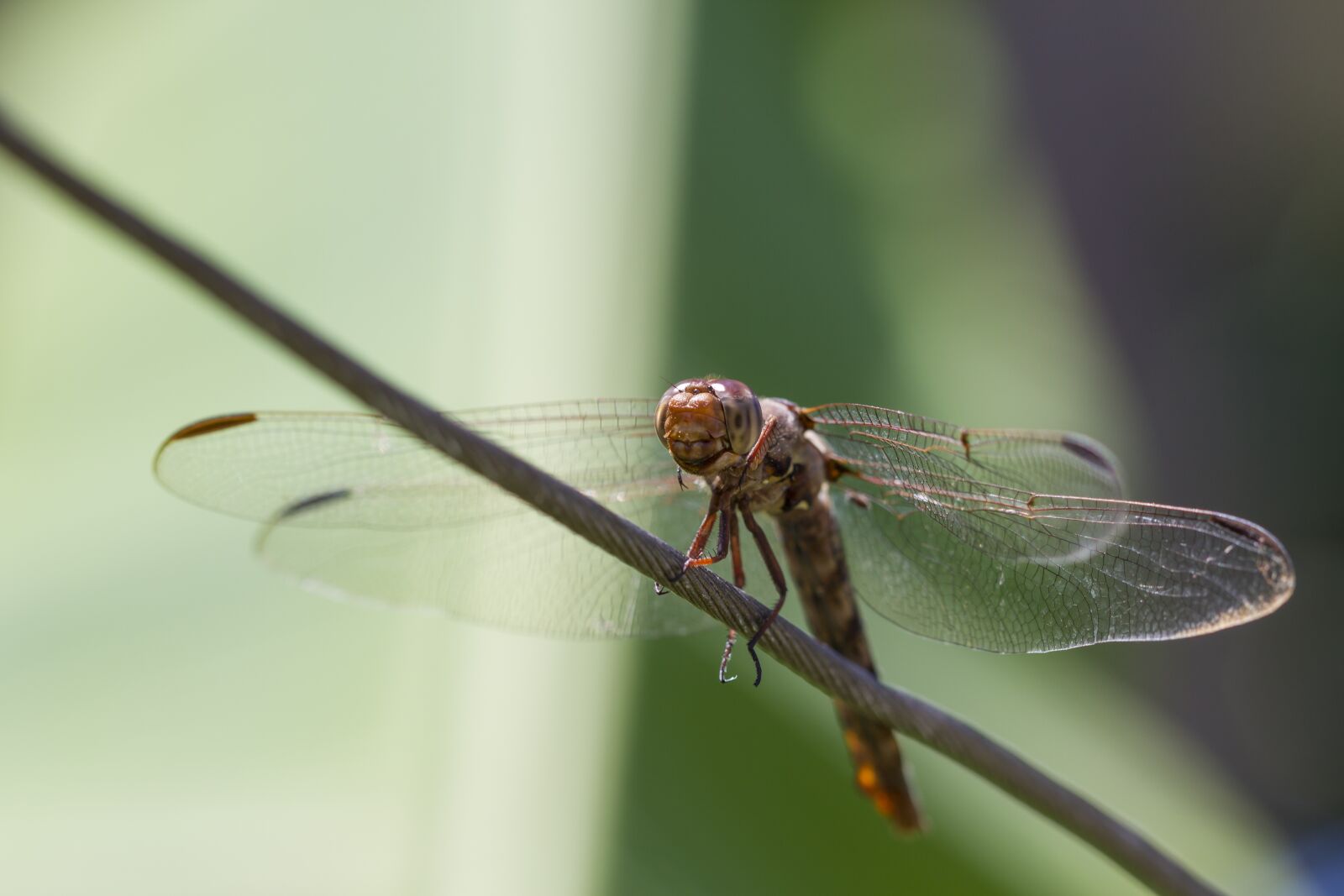 Canon EOS 7D + Canon EF 100mm F2.8 Macro USM sample photo. Dragonfly, insect, nature photography