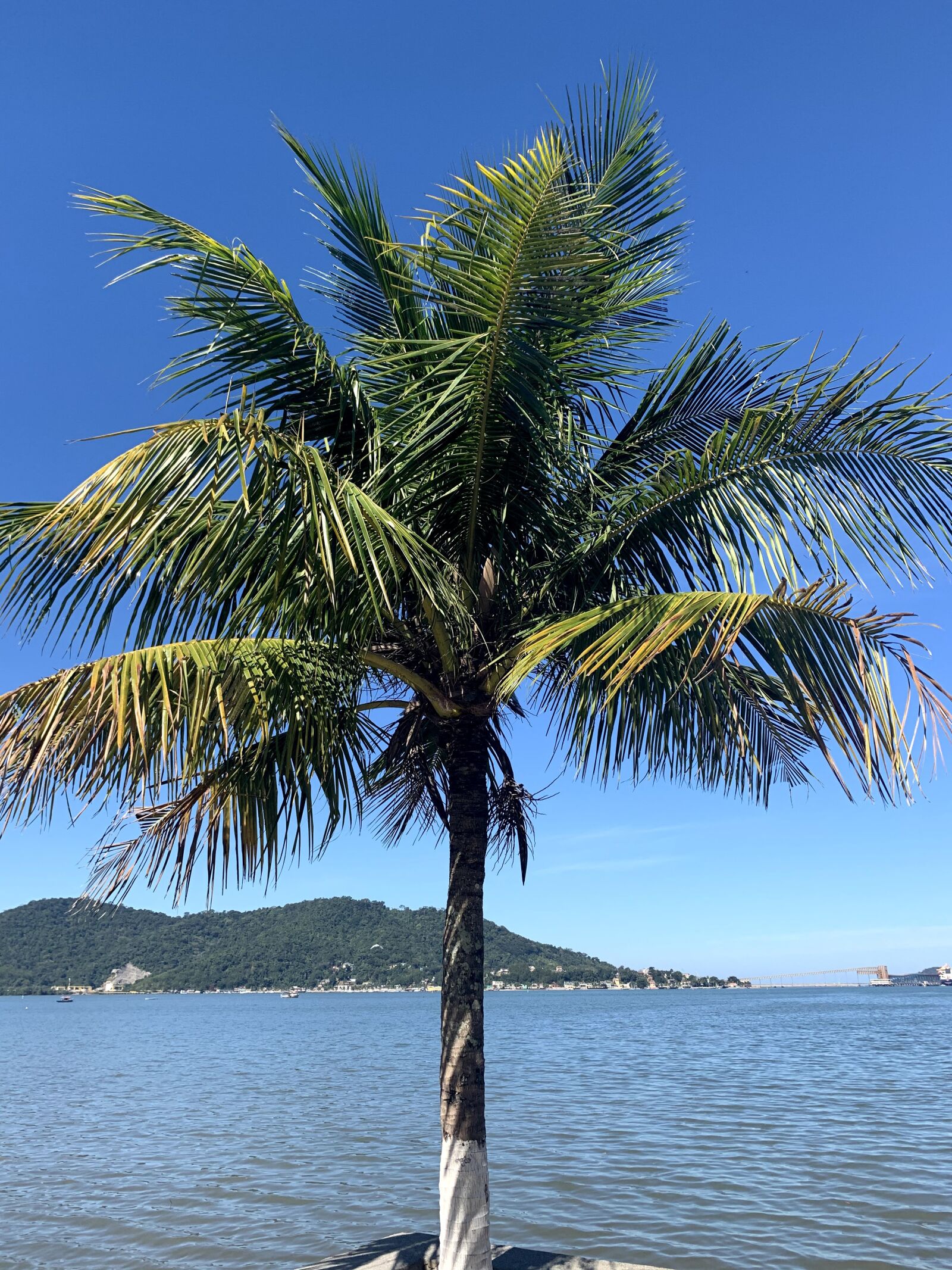 Apple iPhone XR sample photo. Coconut tree, beach, mar photography