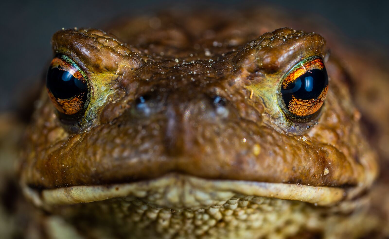 #124 65/2.8 sample photo. Toad, amphibian photography