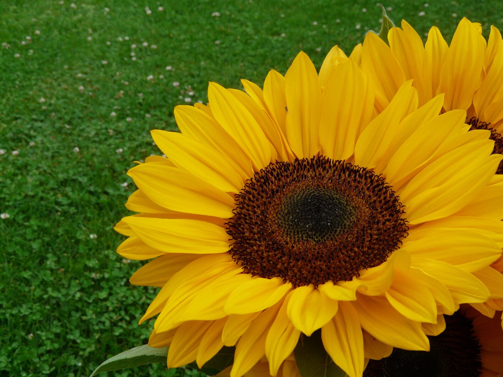 Panasonic DMC-FZ18 sample photo. Sunflower, yellow, summer photography