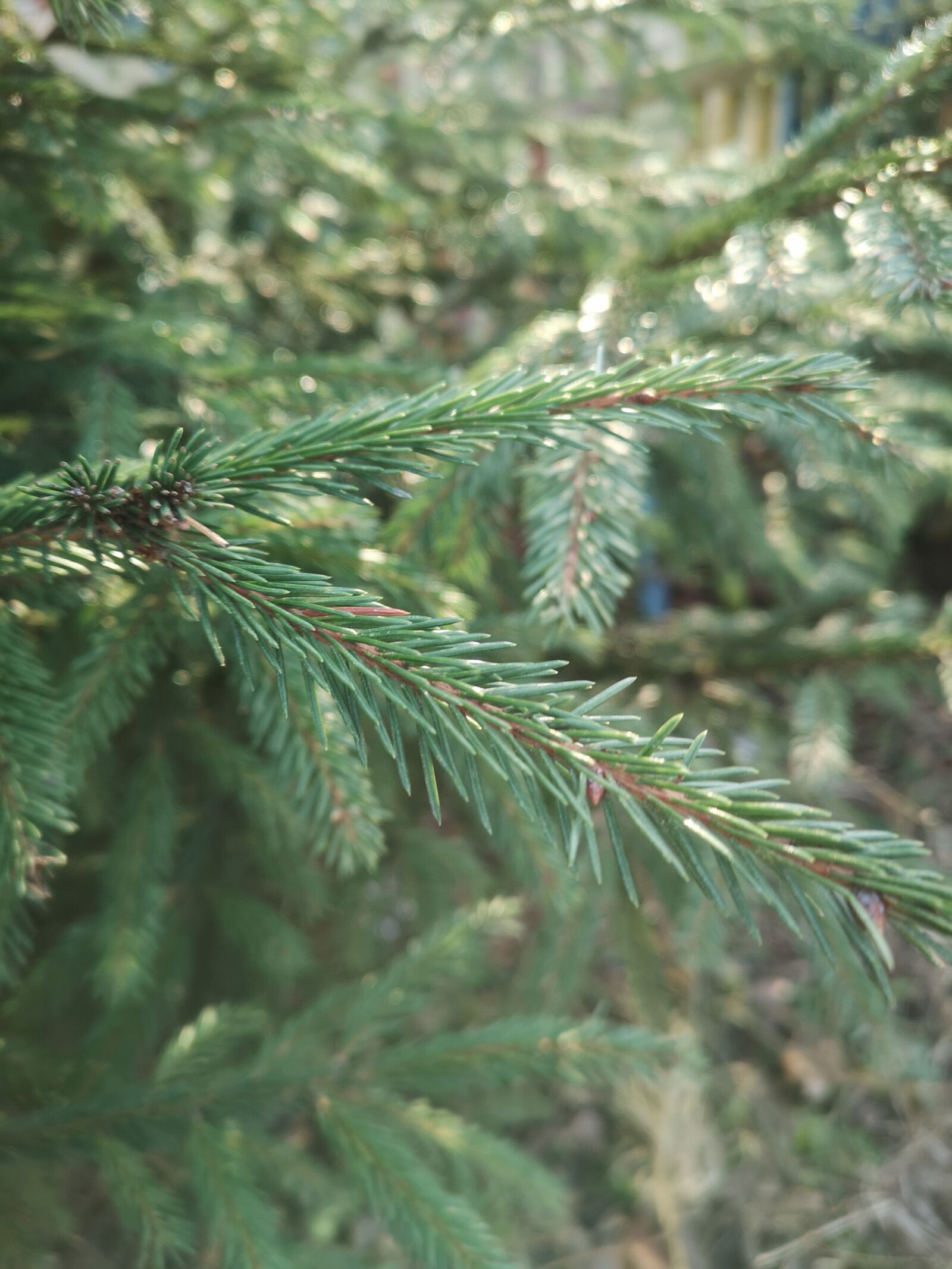 HUAWEI CLT-L29 sample photo. Needles, spruce, green photography