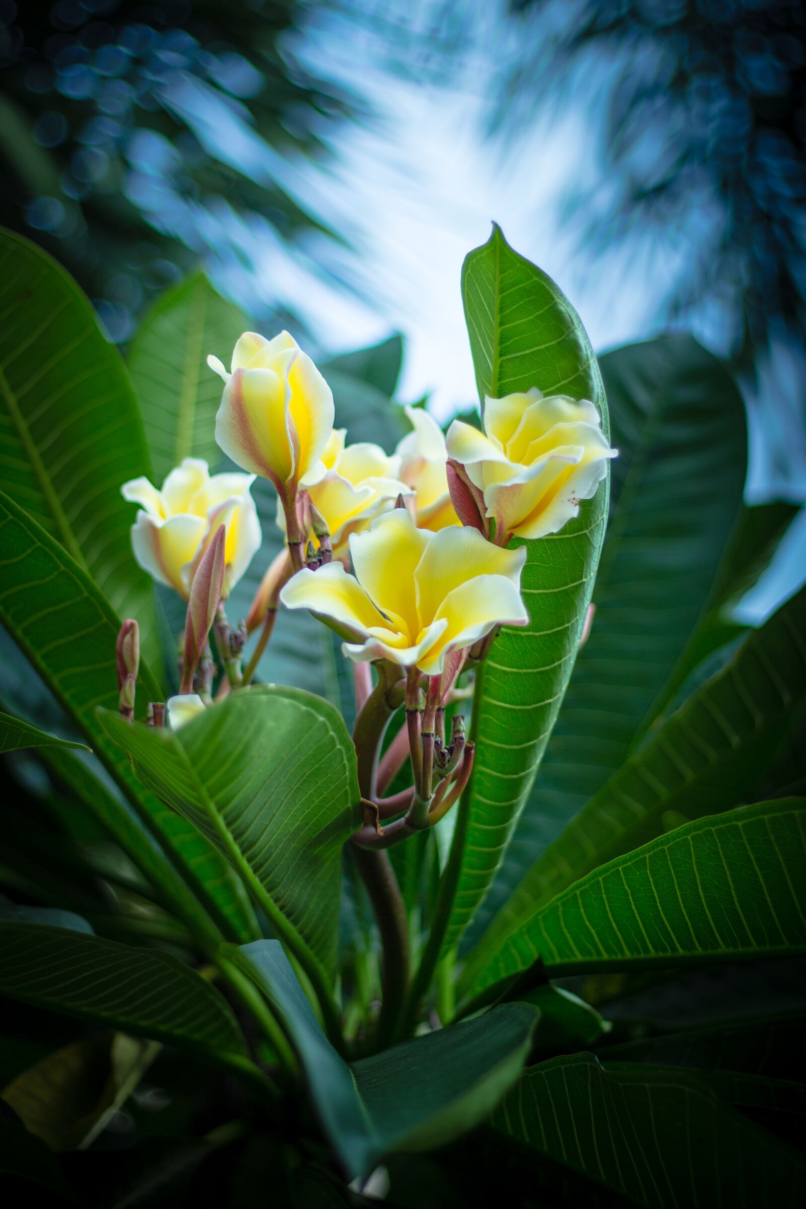 Canon EOS 700D (EOS Rebel T5i / EOS Kiss X7i) sample photo. Flowers, cho, bouquet photography