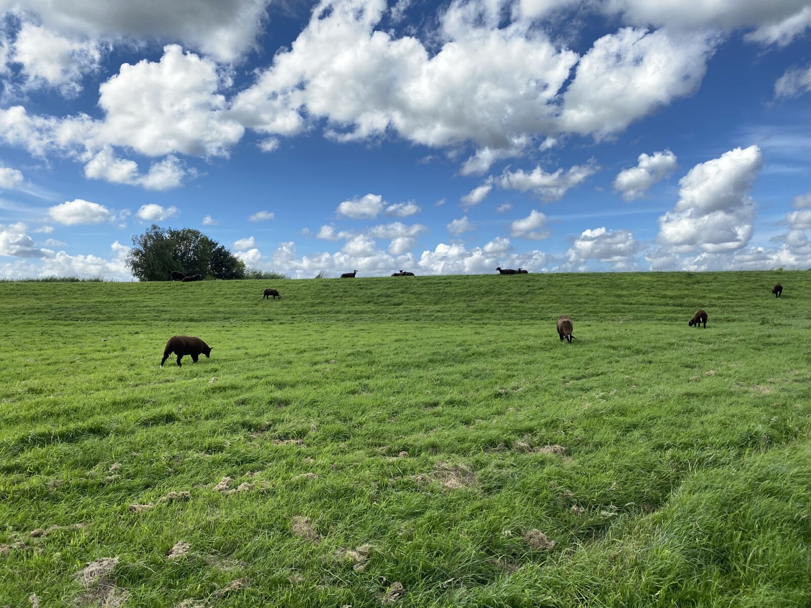 iPhone 11 Pro Max back triple camera 4.25mm f/1.8 sample photo. Nederland, koeien, wolken photography