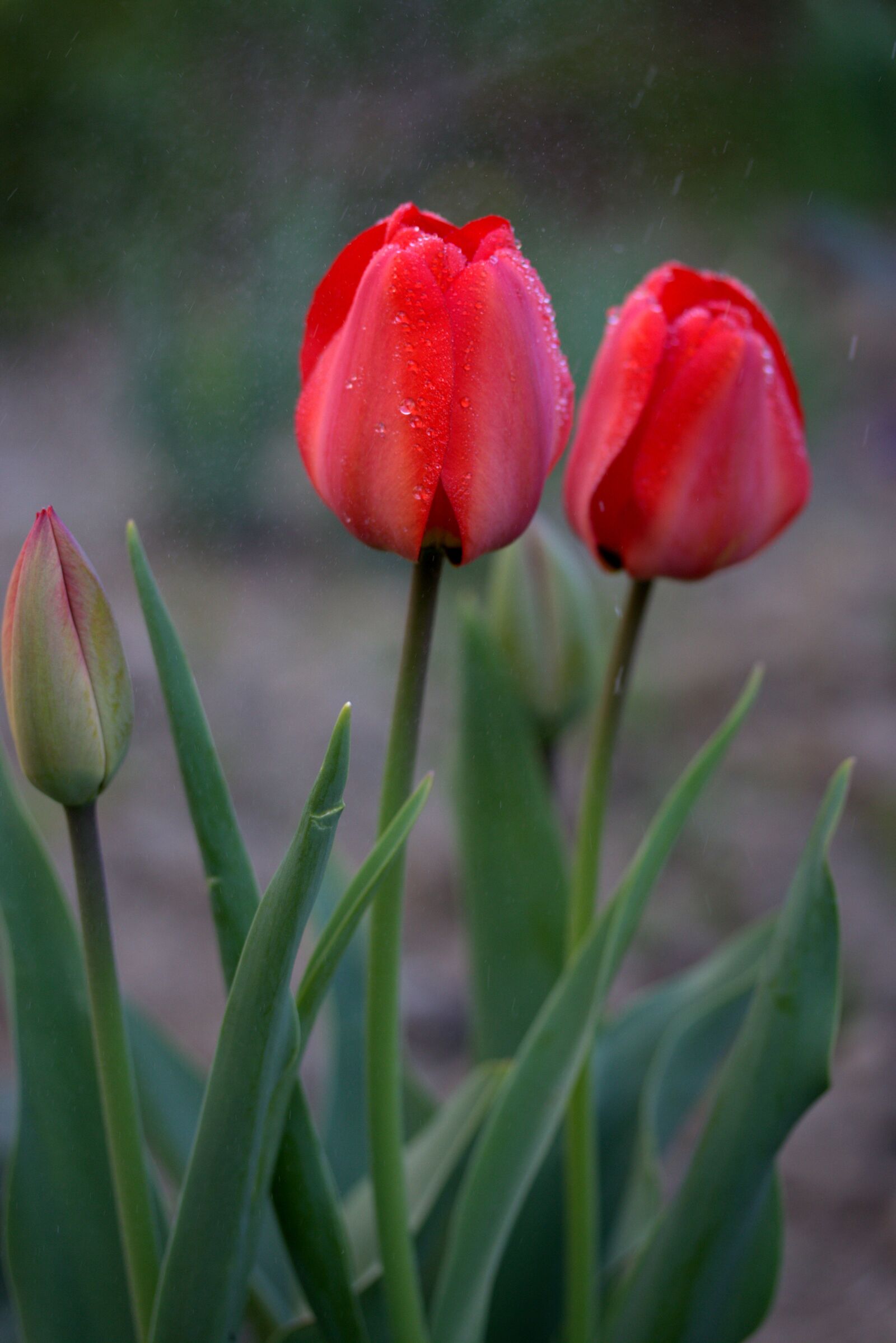 Canon EOS 700D (EOS Rebel T5i / EOS Kiss X7i) sample photo. Tulips, red, rain photography