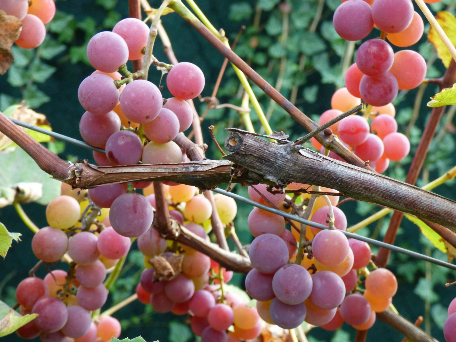 Panasonic DMC-FZ72 sample photo. Grapes, pink, vine photography