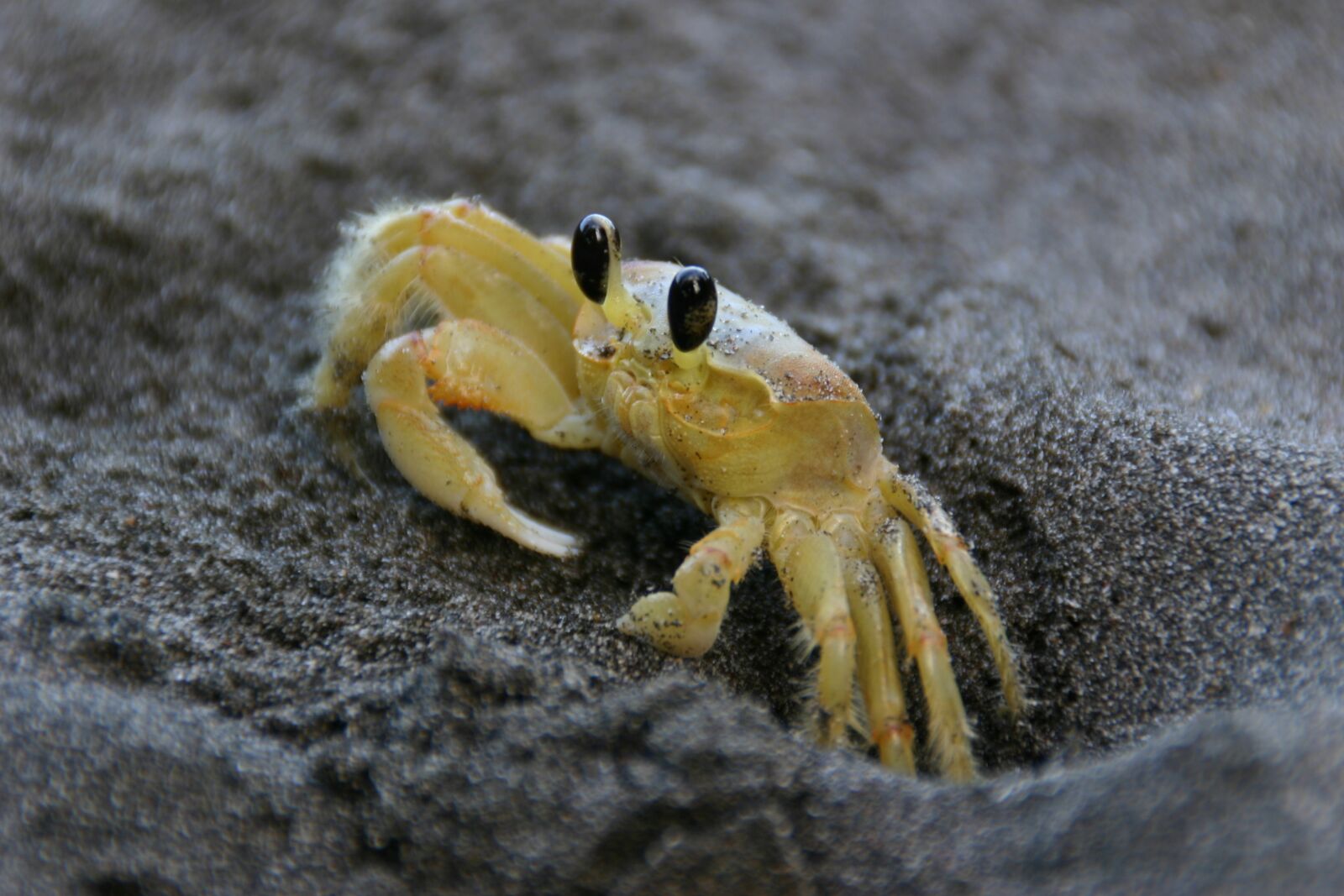 Canon EOS 300D (EOS Digital Rebel / EOS Kiss Digital) sample photo. Crab, yellow, sea photography