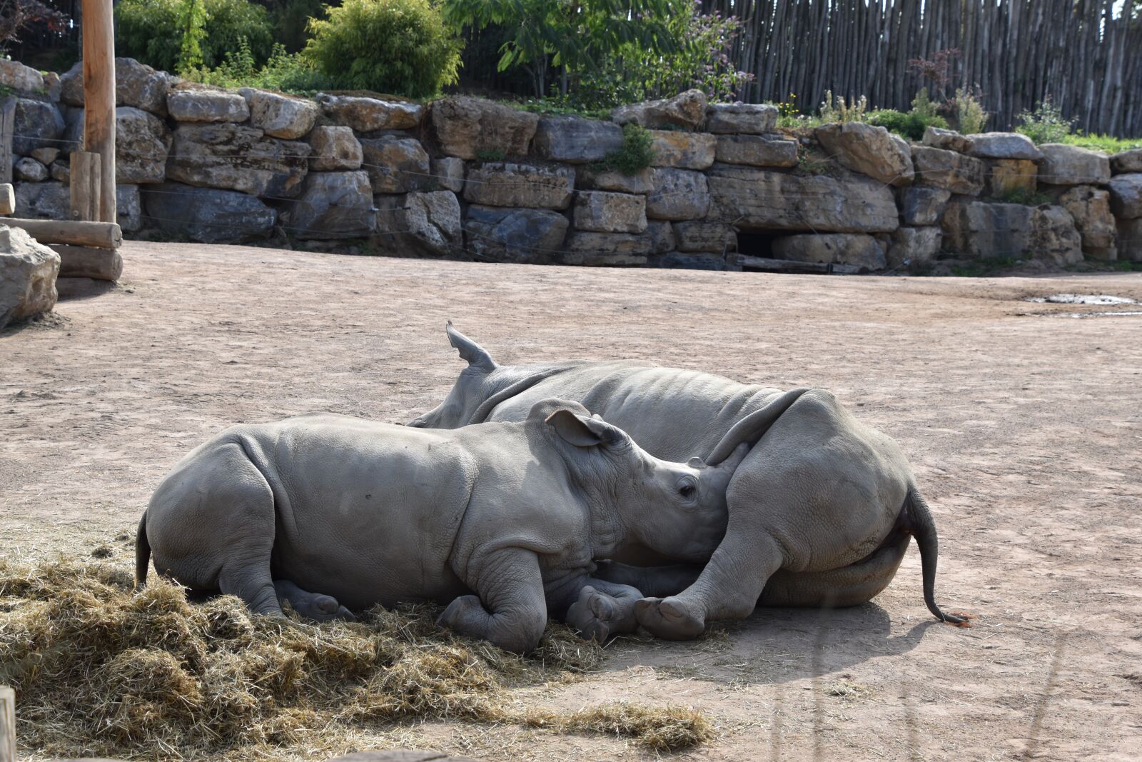 Nikon D5600 sample photo. Rhinoceros, animal park, nature photography