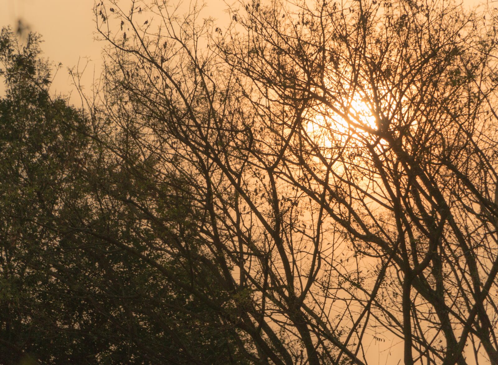 Canon EOS 70D sample photo. Sol, hot, dry twigs photography