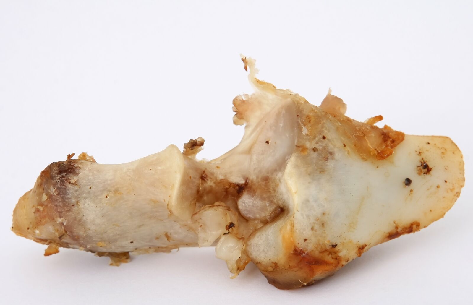 Canon EOS 30D sample photo. T bone gristle, animal photography