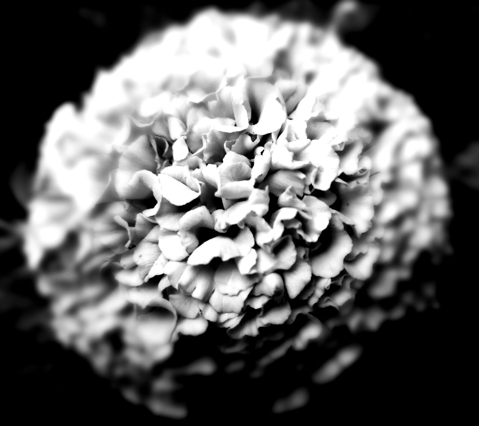 HUAWEI CLT-L29 sample photo. Retro, flower, black and photography