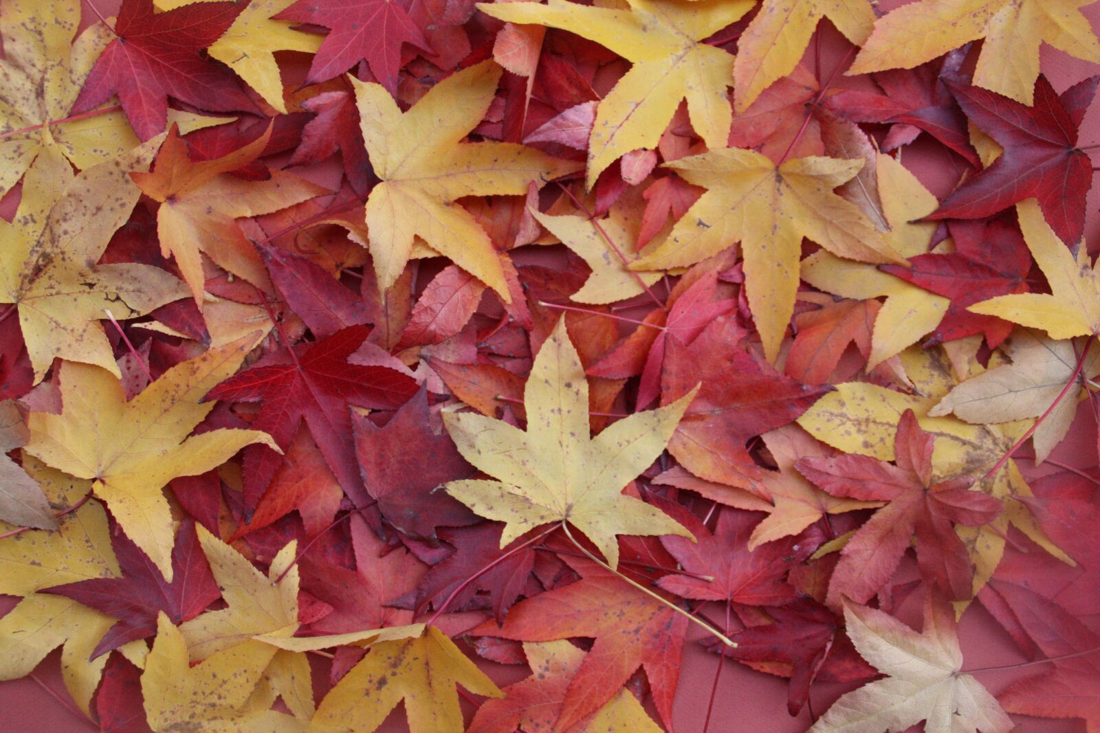 Canon EOS 450D (EOS Rebel XSi / EOS Kiss X2) sample photo. Leaves, fall, nature photography