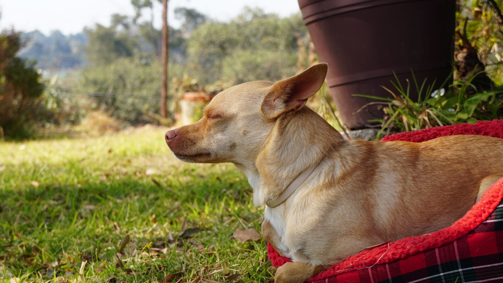 Sony E 18-55mm F3.5-5.6 OSS sample photo. Dog, chihuahua, cute photography