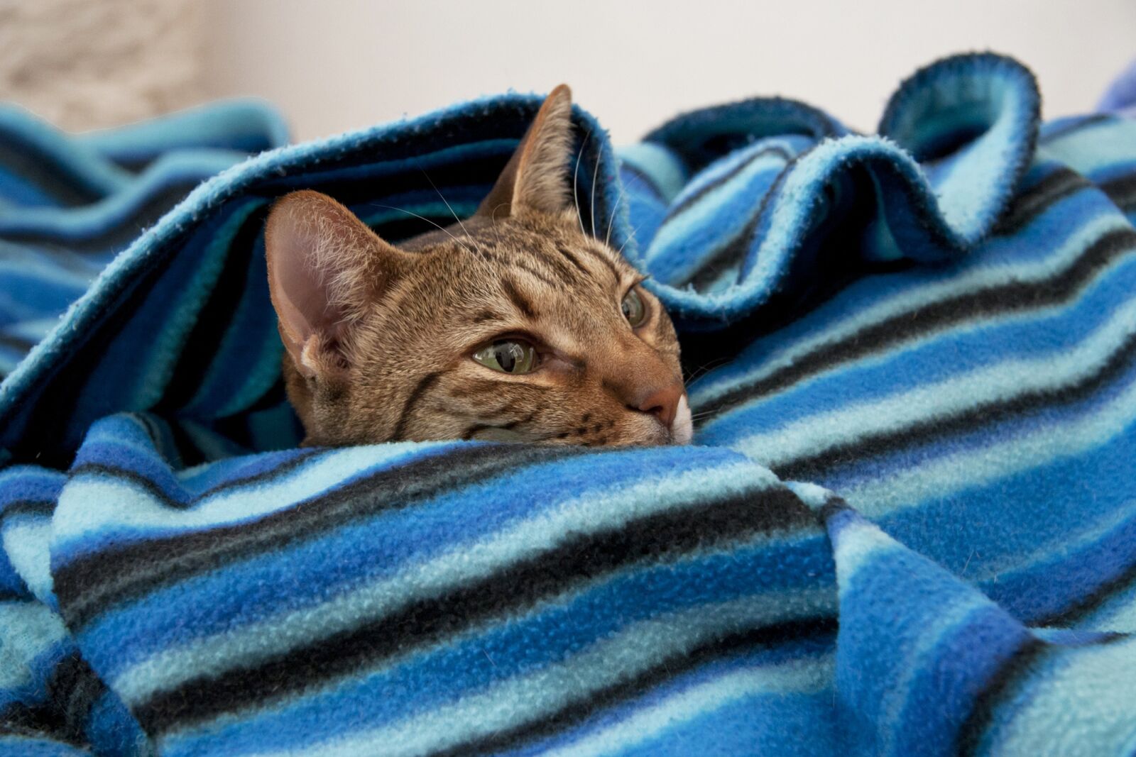 Canon EF-S 17-85mm F4-5.6 IS USM sample photo. Cat, lying, dormant photography