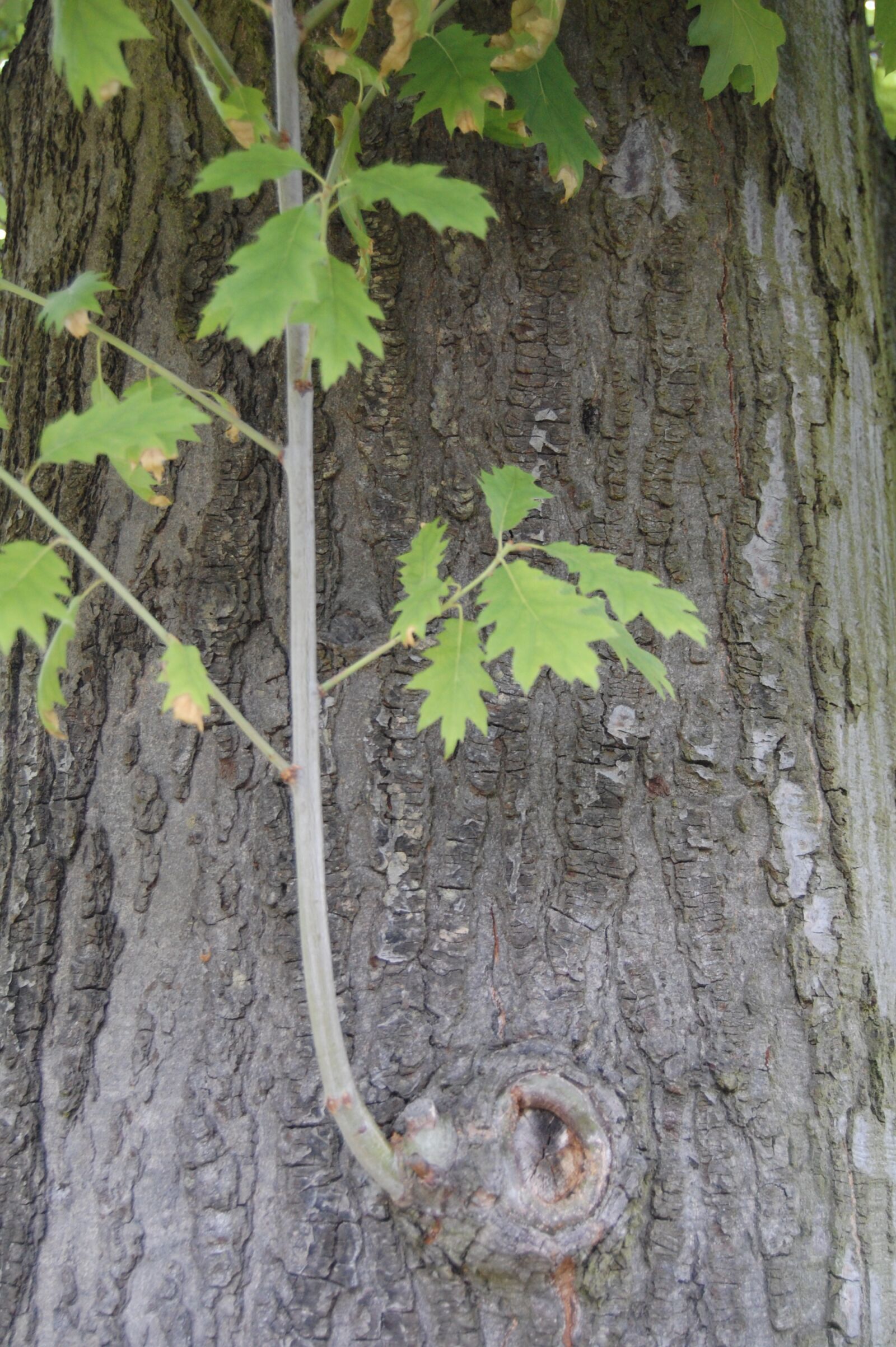 Nikon D40 sample photo. Tree, branch, oak photography