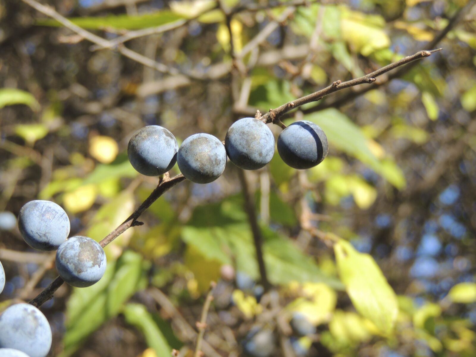 Nikon Coolpix P510 sample photo. Berries, fruits, autumn photography