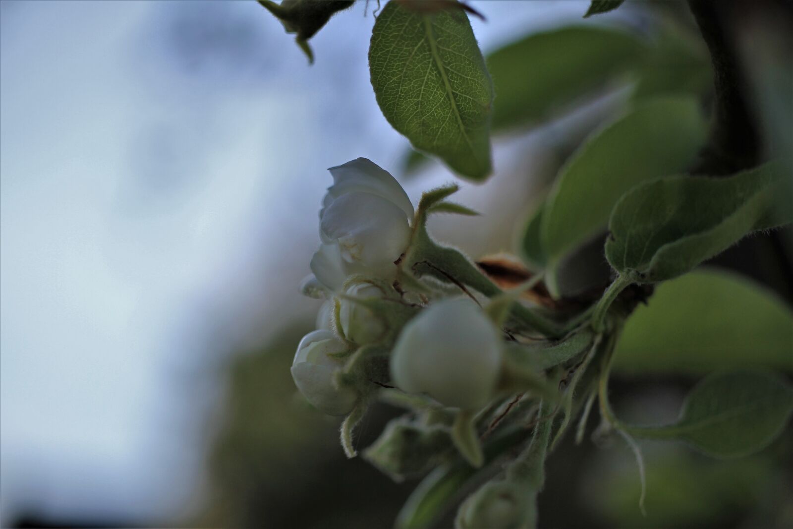 Canon EOS 7D sample photo. Blossom, bloom, white photography