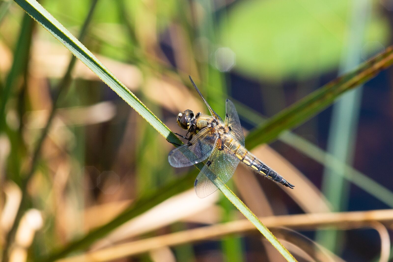Nikon D610 sample photo. Dragonfly, nature, flight photography