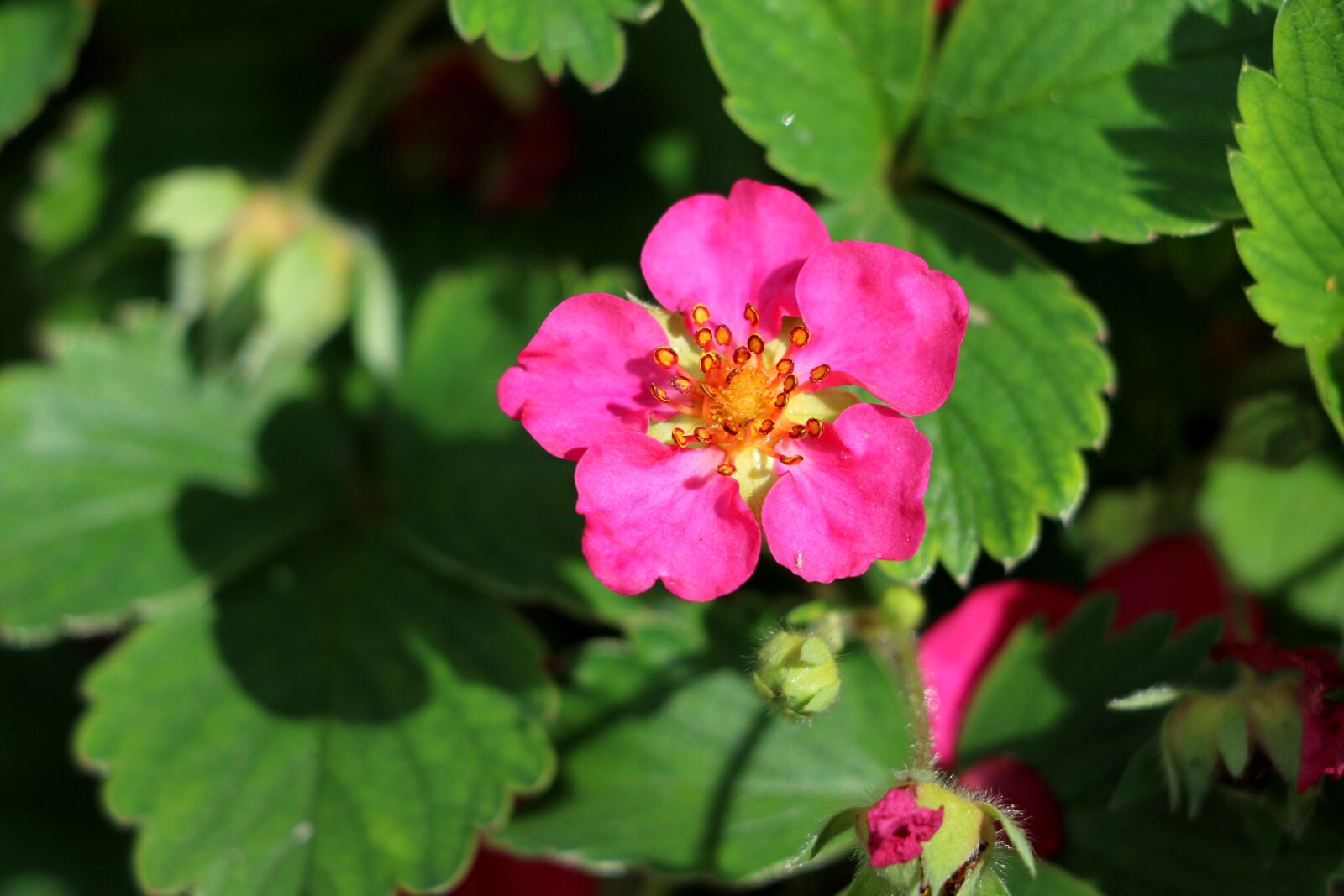 Canon EOS 70D sample photo. Flower, spring, garden photography