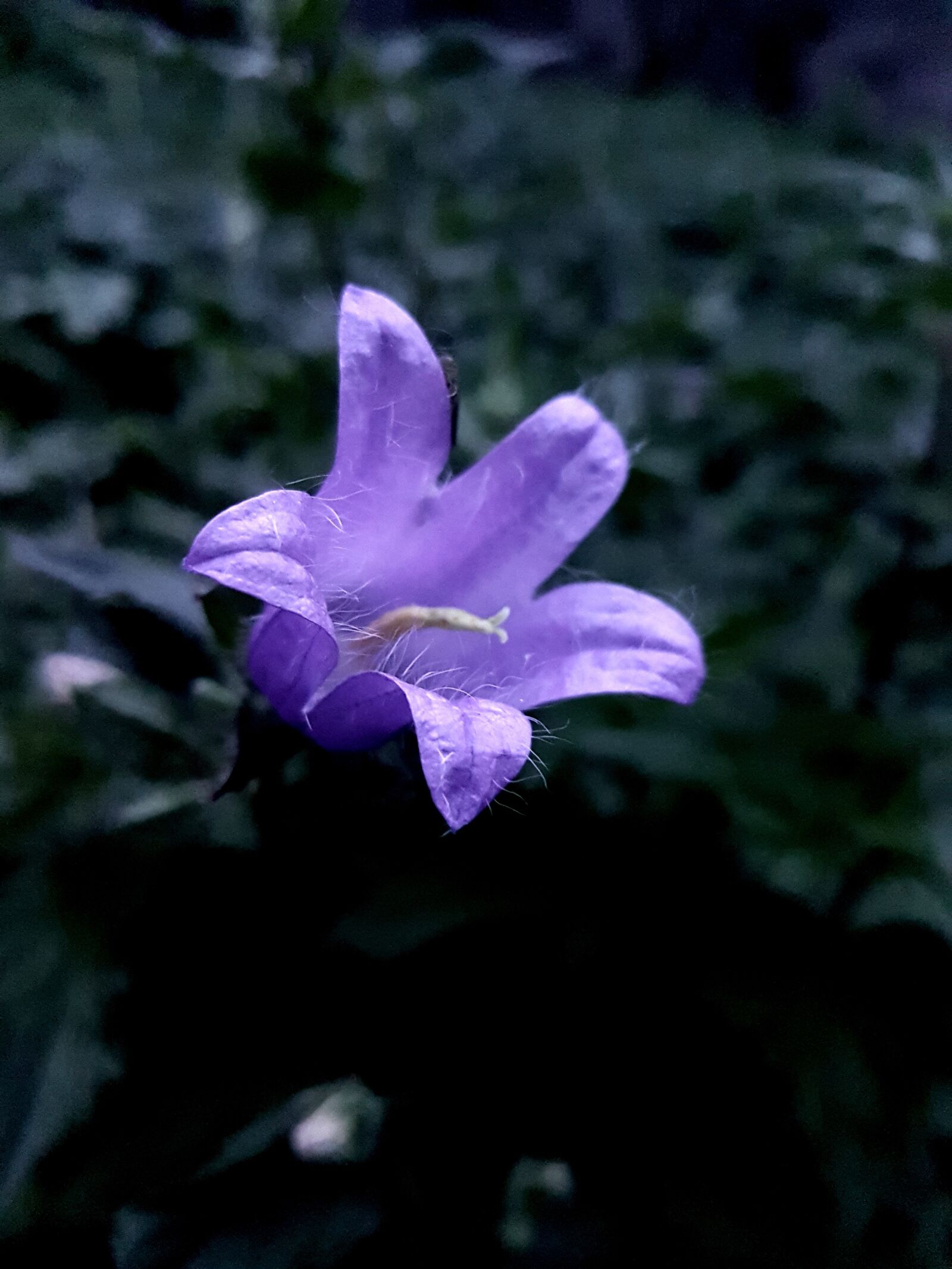 Samsung Galaxy S7 sample photo. Flower, purple, nature photography