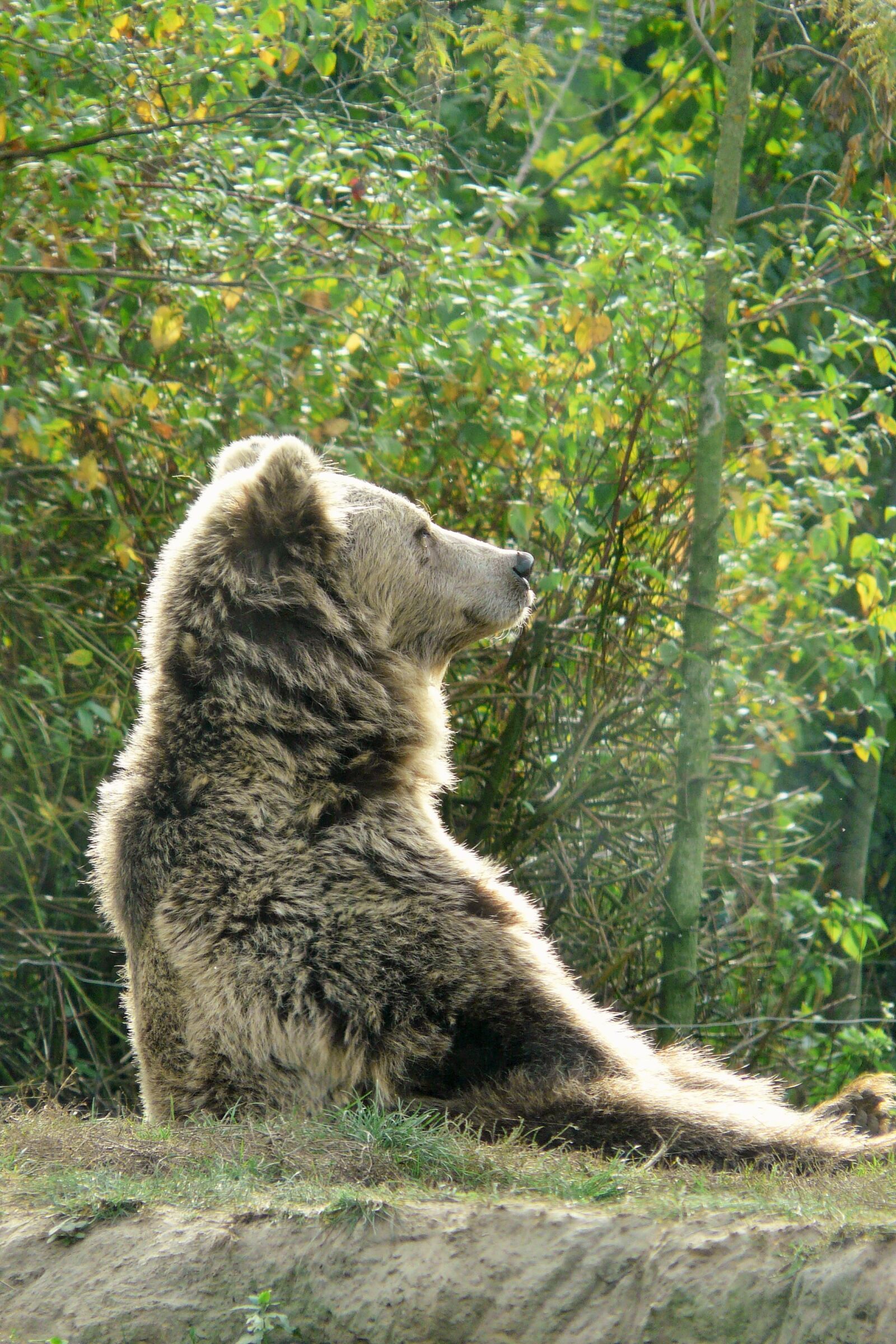 Panasonic DMC-FZ18 sample photo. Bear, zoo, animal world photography